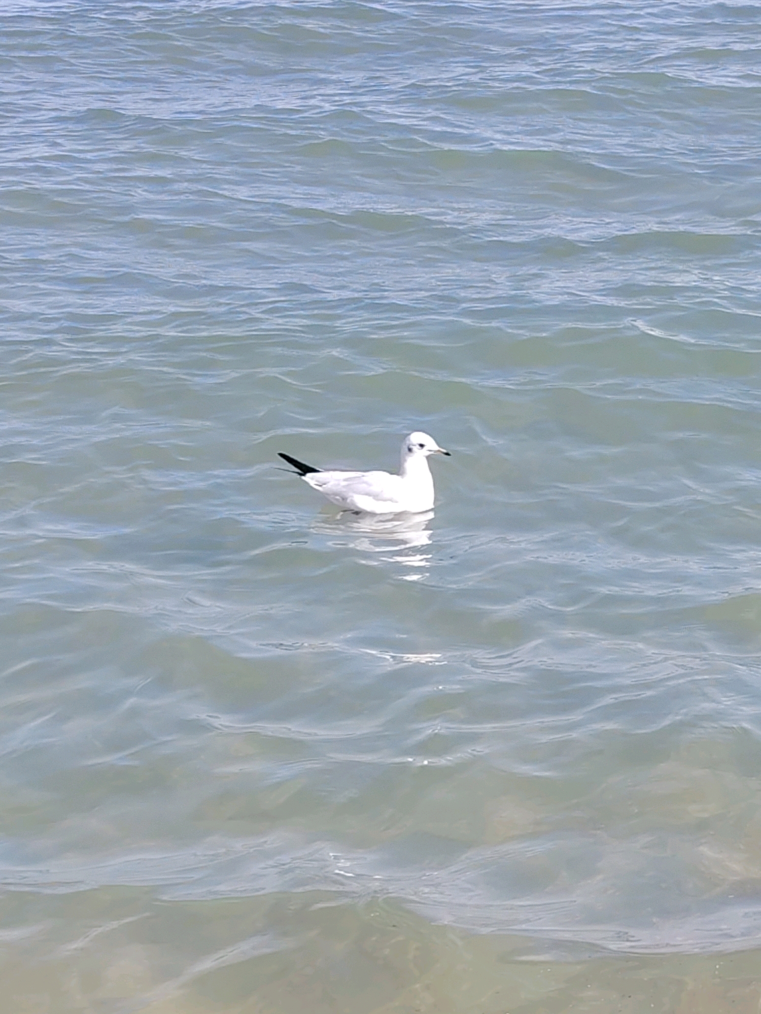 A single white seagull with black wingtips floats on the surface of light blue, rippling water. The seagull is facing to the left of the frame. The water appears shallow, with the sandy bottom visible beneath the surface in the lower part of the image. The scene suggests a calm day on the Issyk-Kul Lake in Cholpon-Ata, Kyrgyzstan.