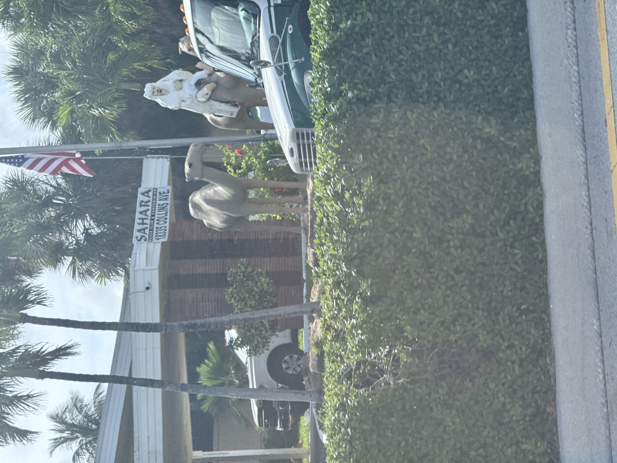 An outdoor, eye-level shot shows a street view in front of a building with a sign that reads "SAHARA BEACH CLUB & CONDOMINIUM 18335 COLLINS AVE." Palm trees and lush green bushes are visible. In the foreground, a dense hedge lines the bottom of the frame. Behind the hedge, two statues of camels stand with one ridden by a statue of a person in traditional Middle Eastern attire, holding another smaller statue. A portion of a green and white truck is visible to the right of the camels. In the background, a white car is parked near the building, and an American flag flies from a flagpole. The sky is overcast with clouds.