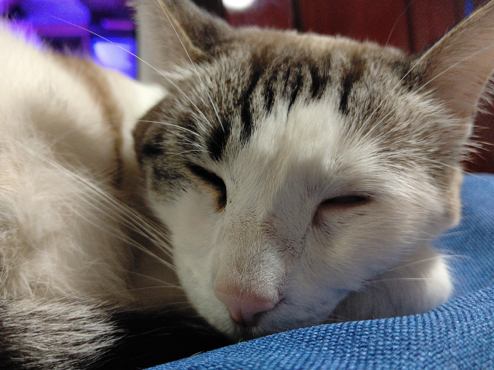 A close-up, eye-level shot shows a domestic cat sleeping on a blue, textured surface, likely upholstery. The cat's head is angled slightly downward and to the right. Its fur is a mix of white, gray, and brown tabby markings, with prominent white fur on its face and chest. Its eyes are closed, and its nose is a soft pink. Long white whiskers extend from its muzzle. The background is softly blurred, with hints of purple and red, possibly from artificial lighting or other objects in the room. The scene is still and peaceful, suggesting the cat is in a comfortable resting state. The image does not contain any information about the city of Arica, Chile.
