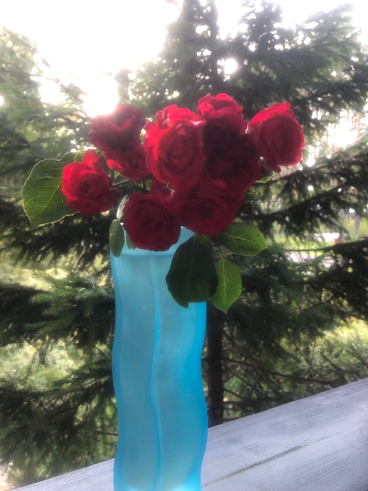 A bouquet of red roses is displayed in a light blue, wavy vase. The vase rests on a grey wooden surface, possibly a railing or deck. In the background, out-of-focus evergreen trees and bright sunlight create a serene, natural setting. The image appears to be taken outdoors, with the sun shining from the upper left. There are no people or animals visible in the image. The image does not contain any elements that would specifically indicate its location within Arfa, Russia.