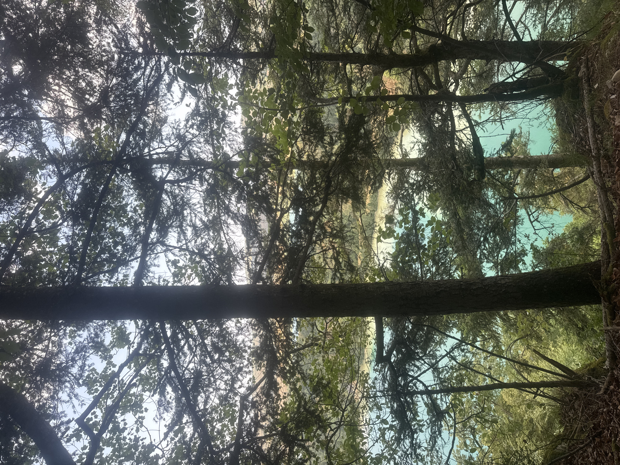 The image is a vertical, eye-level shot taken from a forest overlooking a body of water. The foreground is dominated by the dark, textured trunks and branches of several coniferous trees, their dense foliage obscuring much of the sky. The leaves and needles are predominantly dark green, with some lighter green leaves from deciduous trees interspersed.
Beyond the trees, a bright, turquoise body of water is visible, suggesting a lake or a large river. The water is calm, with reflections of the surrounding landscape visible. On the far side of the water, a gentle slope covered in trees and vegetation rises, with hints of autumnal colors in shades of orange and yellow visible in the distance.
The lighting suggests it is late afternoon or early morning, with the sun filtering through the trees, creating a dappled light effect and backlighting some of the leaves. The overall atmosphere is serene and natural, characteristic of a mountain or forest landscape. The image was taken in the vicinity of La Chaux-du-Dombief, France, a region known for its natural beauty and forests. There are no people or animals visible in the image.