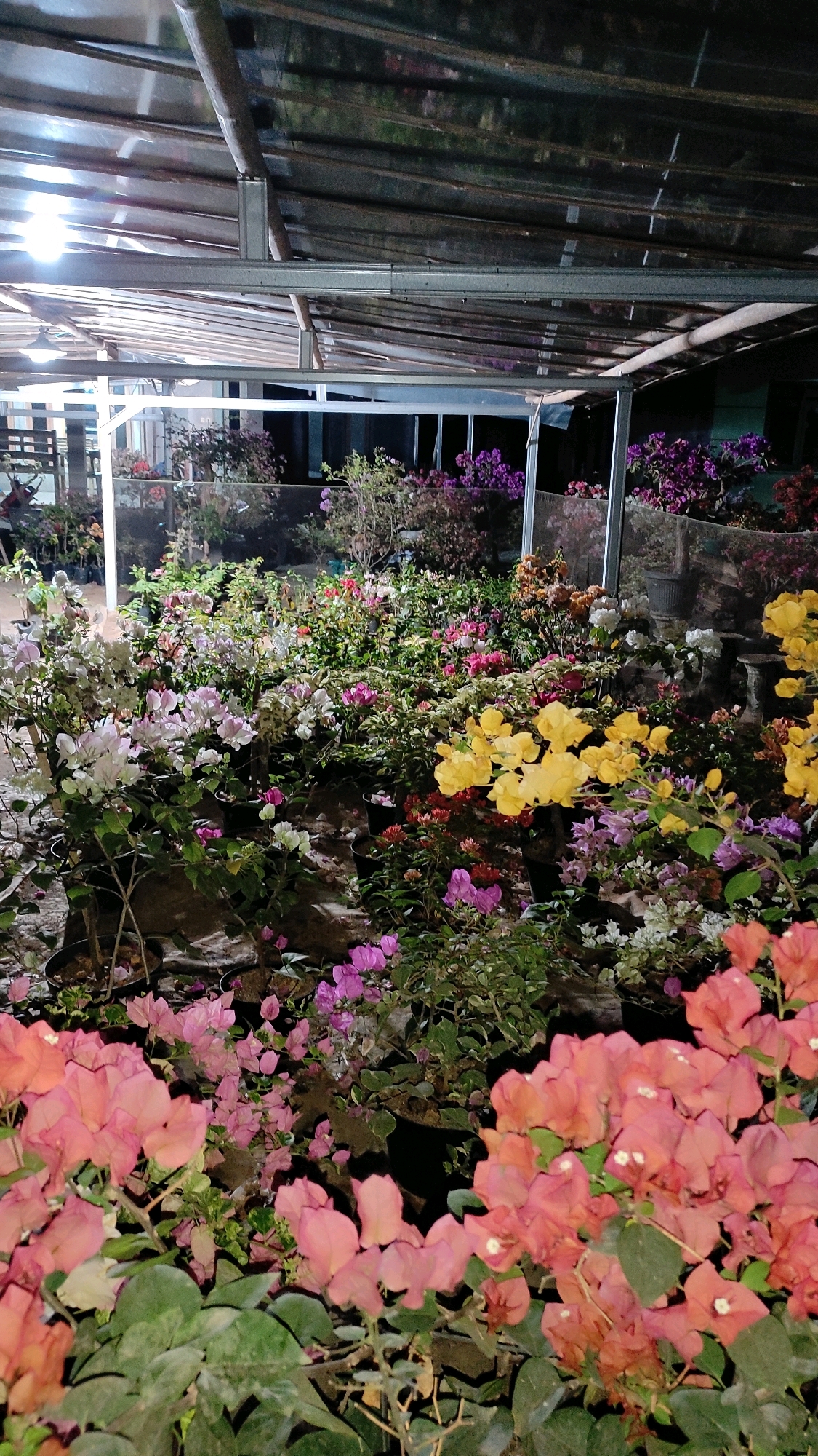 The image depicts a greenhouse filled with a variety of blooming bougainvillea plants. The greenhouse has a translucent, corrugated roof supported by metal framing. The plants are arranged in pots and are of various colors, including pink, white, yellow, and purple. The scene is illuminated by artificial lights, suggesting it is nighttime. The environment appears to be a nursery or garden center. There are no people visible in the image. The location is identified as Tanjungan, Indonesia.