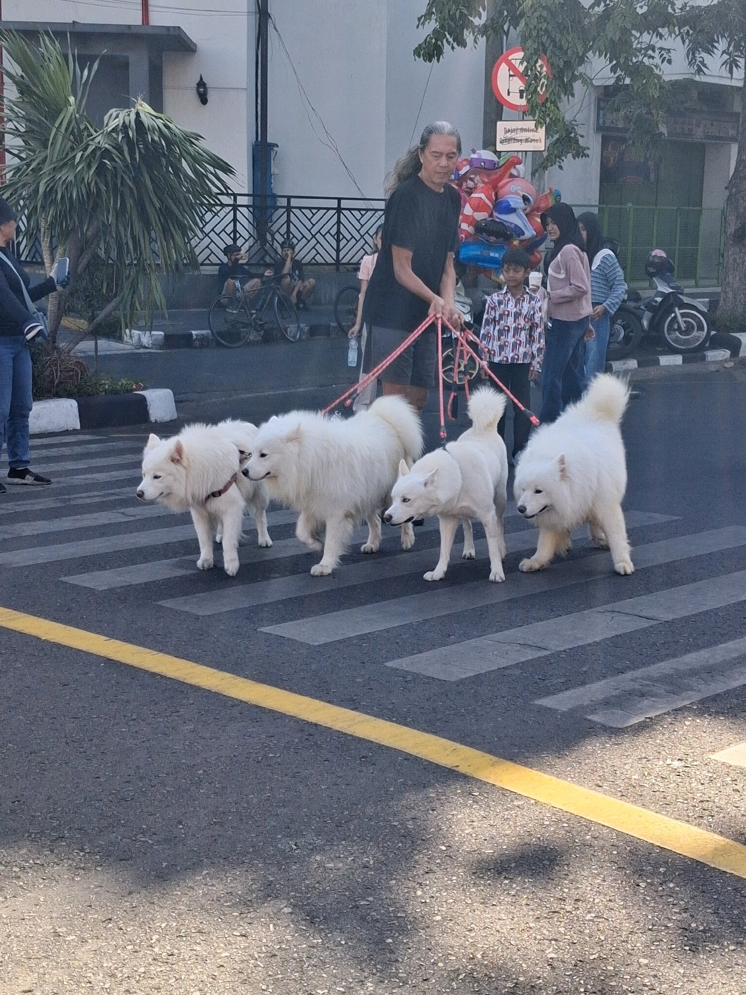 In Surakarta, Indonesia, on a sunny day, a person with long gray hair walks four dogs across a pedestrian crossing. The dogs, three of which appear to be Samoyeds and one with wolf-like features, are all white and leashed. The person, dressed in a black t-shirt, holds pink leashes attached to the dogs. Behind the person, a child in a patterned shirt stands near a collection of colorful balloons. Other people, including two women and a person in jeans and a dark jacket, are also visible in the background, along with parked motorcycles and a bicycle. The scene is set on a city street with buildings and trees lining the background.