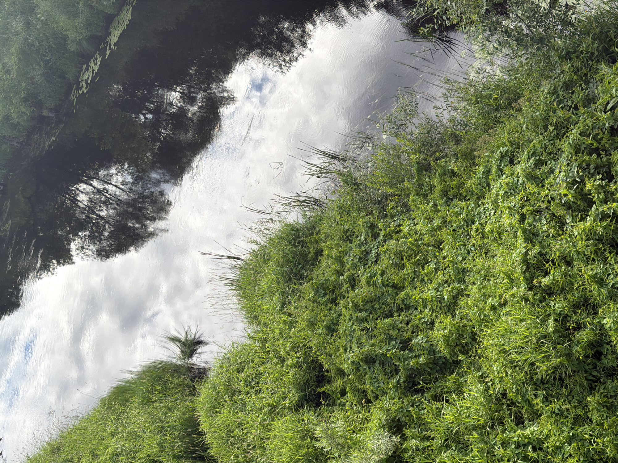 The image depicts a reflective scene of a body of water bordered by lush green vegetation, likely a river or a pond in a natural setting. The water's surface mirrors the sky, which appears to be partly cloudy, with patches of bright white clouds contrasting against a lighter sky. Trees with dark foliage are reflected in the water on the left side of the frame, creating a dark, shadowy area. On the right, dense, vibrant green plants and grasses grow along the water's edge, creating a thick, verdant barrier. The overall impression is one of tranquility and natural beauty. There are no people or discernible objects in the image. The lighting suggests it is daytime, possibly late morning or early afternoon, given the brightness of the sky and the reflections. The scene appears to be outdoors in a temperate climate, consistent with a location like Moshenskoe, Russia. No text is visible in the image.