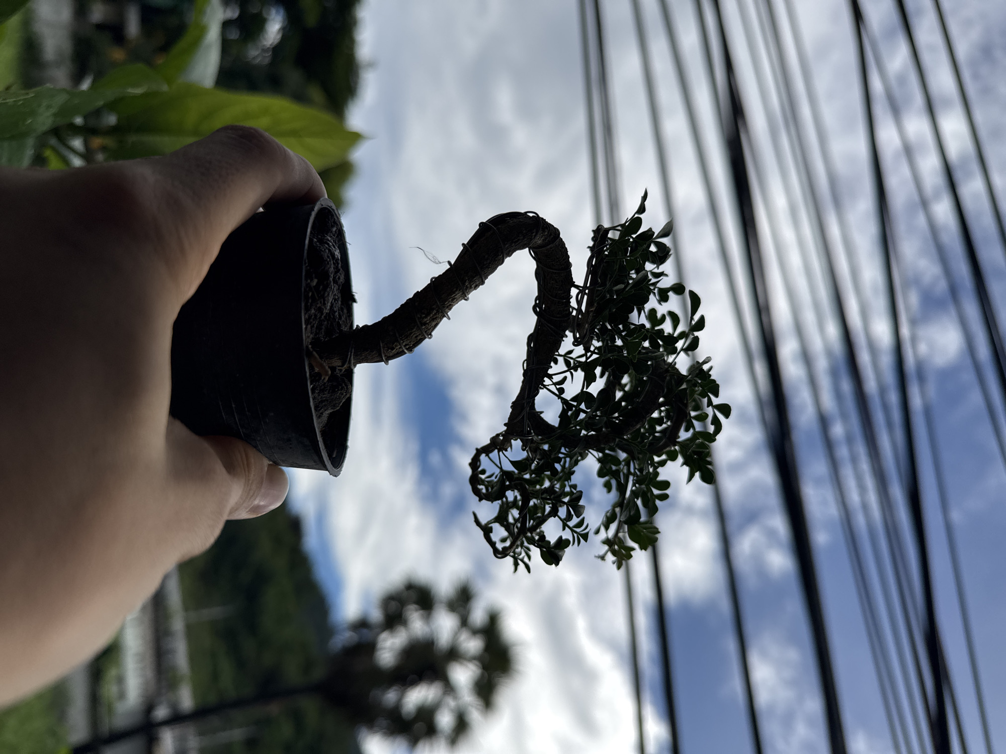 A close-up, waist-level shot shows a hand holding a small potted bonsai tree against a cloudy sky with power lines overhead. The bonsai tree, with its twisted trunk and delicate green leaves, is wired and positioned in a black plastic pot. In the background, a blurry palm tree and a green hillside are visible, suggesting an outdoor setting in Karon, Thailand. The lighting is soft, indicative of an overcast day.