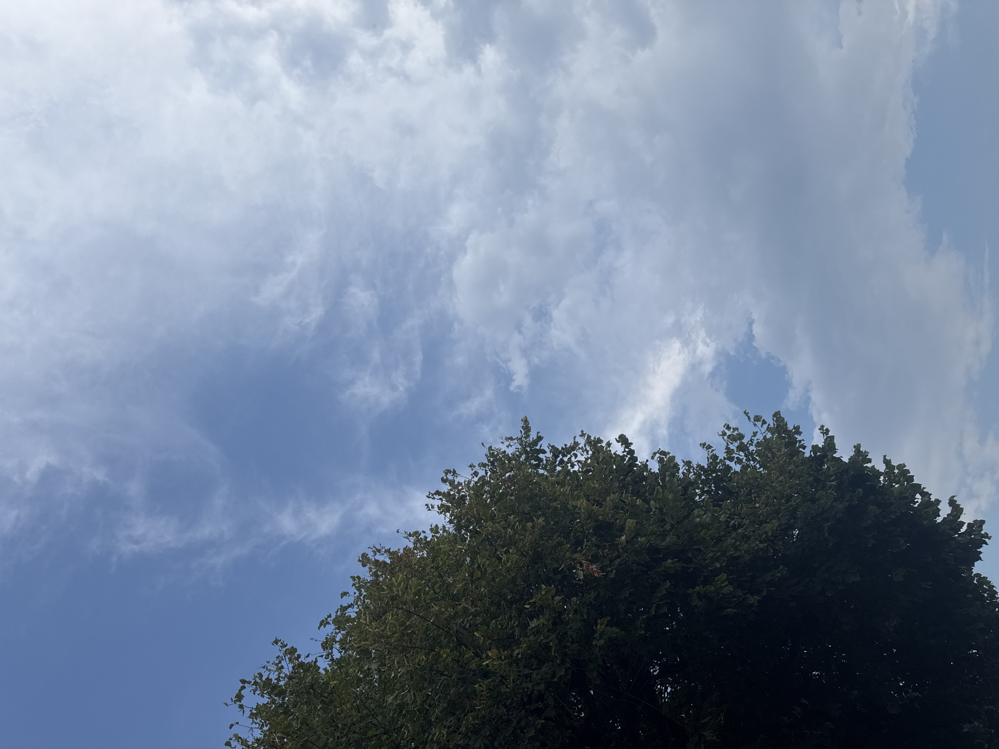 The image shows a view of the sky from below, with the top left portion of a large tree with dark green leaves occupying the left side of the frame. The sky is a clear blue in the upper left quadrant, transitioning to lighter blue with scattered white and gray clouds filling the rest of the image. The clouds are varied in density and texture, with some appearing wispy and others more substantial. The scene is likely outdoors, possibly in a park or garden setting, and there are no people or man-made structures visible. The perspective suggests the photo was taken looking upwards. The location is Chiasso, Switzerland.