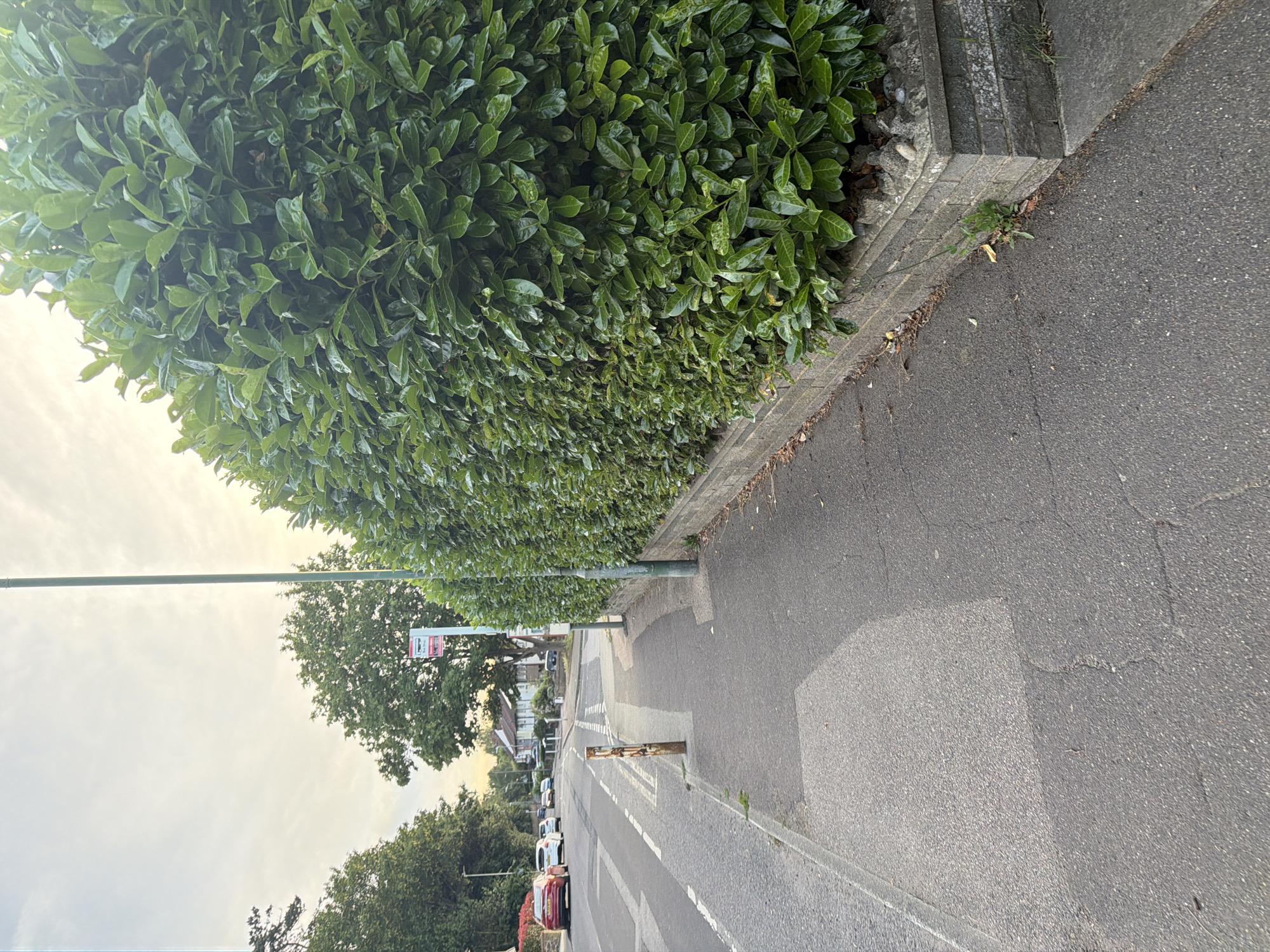 The image depicts a residential street in Maidstone, United Kingdom, during late afternoon or early evening, characterized by warm, diffuse lighting and elongated shadows. No individuals are present. The right side of the frame is dominated by a dense, manicured green hedge, likely laurel, growing atop a low, weathered wall constructed from grey concrete blocks. An asphalt and concrete sidewalk, exhibiting patches, cracks, and varied surface textures, runs parallel to the hedge. A single, rusted metallic bollard or post is situated on the sidewalk near the curb. To the left, an asphalt road features white dashed line markings, suggesting a pedestrian crossing or junction, and double yellow lines along the curb. Multiple vehicles are visible on the road in the mid-distance, including a red car. A tall, slender grey street light pole ascends from the sidewalk. Further down the street, a red and white bus stop sign is partially visible behind the hedge. The background reveals residential houses interspersed with mature green trees, under a sky with scattered clouds.