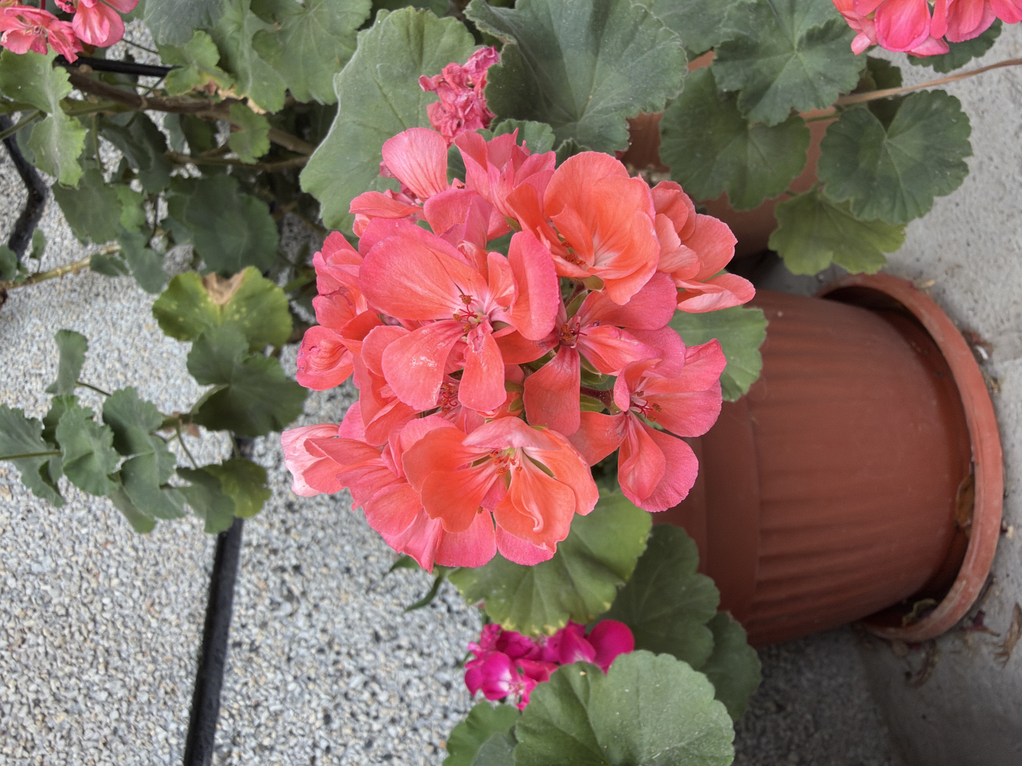 A close-up overhead shot captures a cluster of vibrant coral-pink geranium flowers in full bloom. The flowers, with their delicate, ruffled petals, are the central focus, arranged in a rounded umbel. Green, lobed leaves with slightly serrated edges surround the blossoms, some showing signs of slight yellowing or browning.
The plant is situated in a brown plastic pot, its ribbed texture visible. Part of another identical pot is seen to the right, indicating multiple plants or a garden setting. The background consists of a light gray, pebbled surface, possibly a pathway or ground covering, with a dark, thick cord or hose snaking across it in the lower left quadrant. The overall setting suggests an outdoor environment, perhaps a patio, garden, or balcony in Svilengrad, Bulgaria. The lighting suggests it could be daytime, with soft, diffused light. No people or animals are visible in the frame. No text is present.
