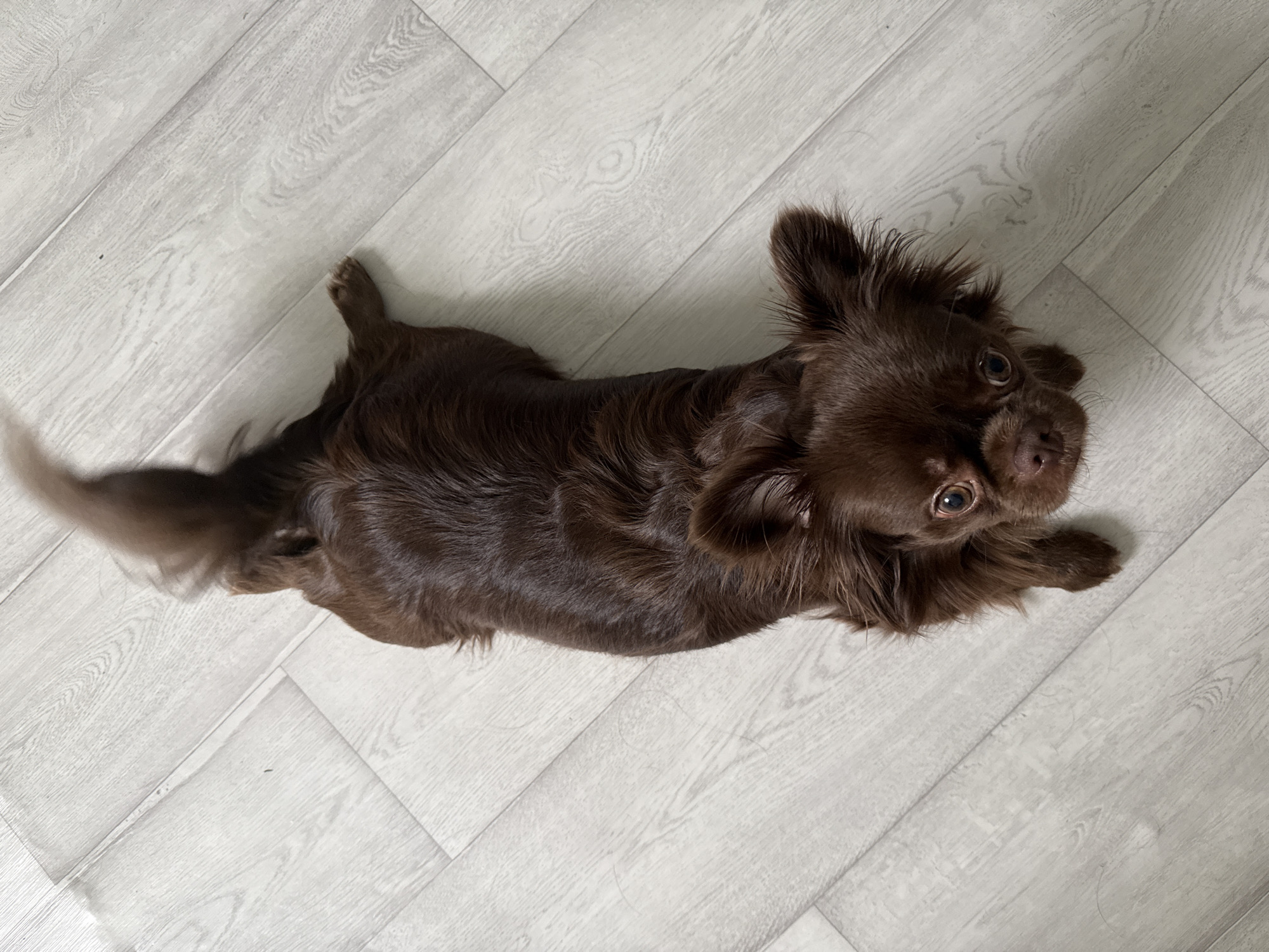 A long-haired, brown dog lies on a light grey, wood-look floor. The dog is oriented diagonally in the frame, head at the top right, body stretched down and to the left. The dog is looking up towards the camera with its ears slightly up. The floor is a series of parallel planks of varying lengths, arranged in rows, with a light grey color. This scene is not located in Taman, Russia.