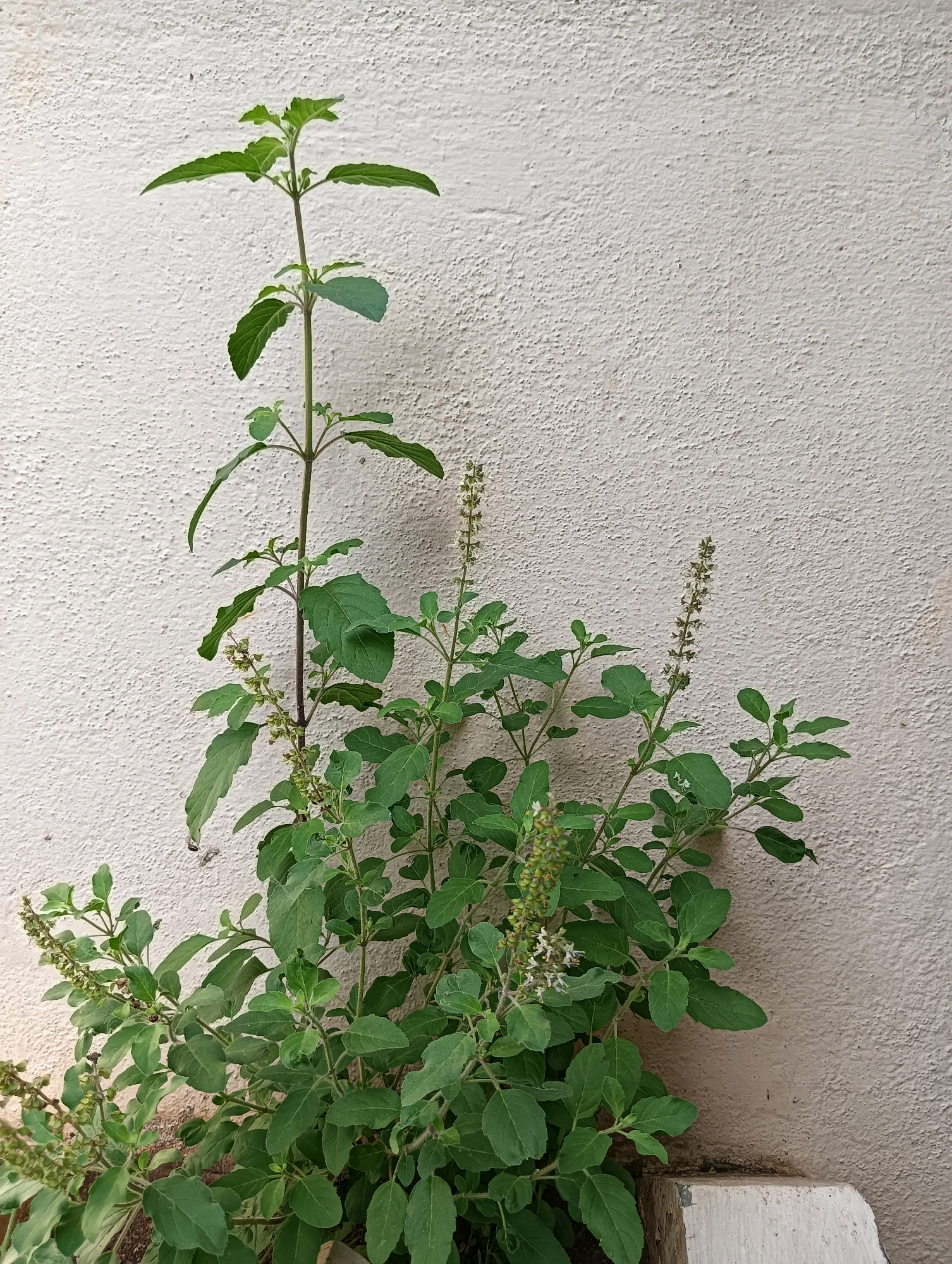 A tall, leafy green plant, possibly Tulsi, stands against a textured off-white wall. The plant has multiple stems, with numerous oval-shaped leaves and some small, developing flower spikes. The lower portion of the plant is bushy, while a central stalk extends upwards. The background wall is evenly lit and appears to be an outdoor surface. The image does not contain any people or overt actions. There is no visible indication of a specific location within Hosapete, India.