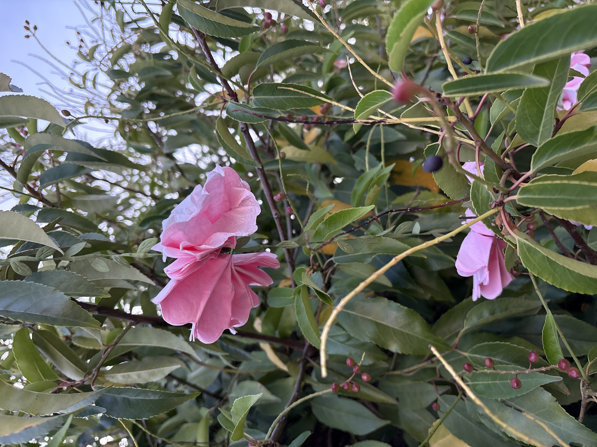 An outdoor, close-up shot shows pink flowers and dark red berries on a tree branch, with lush green leaves and a bright sky in the background. The focus is on the details of the plant life, with soft lighting and a shallow depth of field. The scene appears to be a garden or park in Chelmsford, United Kingdom. No people are visible.