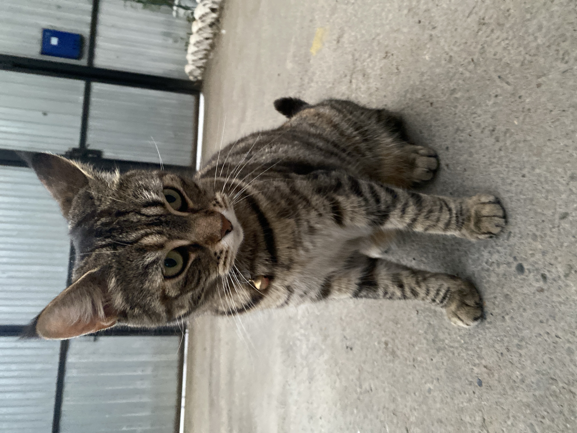 A brown and black tabby cat with green eyes sits on a concrete surface in front of a corrugated metal gate. The cat is facing the camera and appears to be looking slightly downward. A small gold bell is visible on its collar. In the background, a blue mailbox is attached to the gate. The scene is outdoors, and the lighting suggests it might be overcast or late in the day. This image does not provide any specific information that could be used to pinpoint its location within the city of Maykop, Russia.