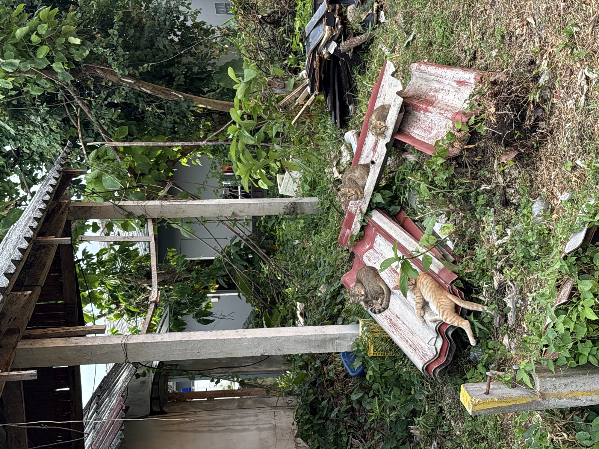 In Choeng Thale, Thailand, an outdoor scene depicts several cats resting on discarded roofing tiles amidst overgrown vegetation. A partially constructed or dilapidated building structure with concrete pillars and a corrugated roof stands to the left. The foreground features a concrete post with yellow markings and rusty nails. Several cats, varying in coat color, are visible: one ginger tabby cat is stretched out on its side, while three tabby cats are clustered together on other roofing tiles. Debris, including wood and more roofing materials, is scattered throughout the grassy and overgrown environment.