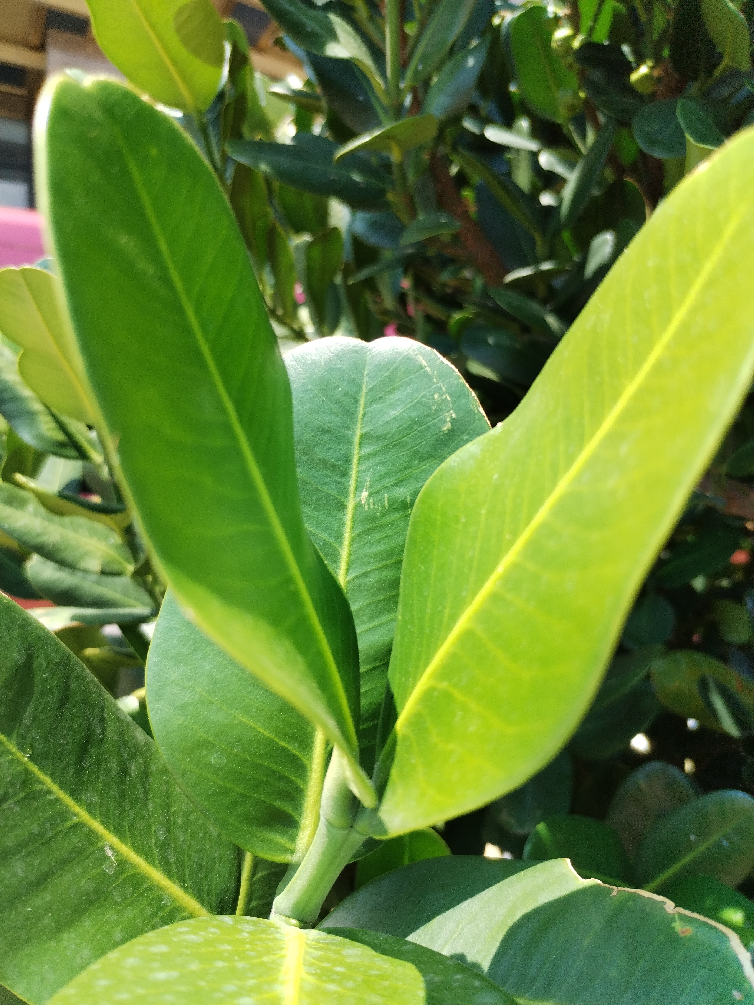 The image shows a close-up of green, oblong leaves, possibly of a tropical plant, in Nha Trang Ward, Vietnam. The leaves have smooth edges and prominent veins. Sunlight illuminates some leaves, creating highlights and shadows. The background features other leaves and branches, creating a dense foliage effect.