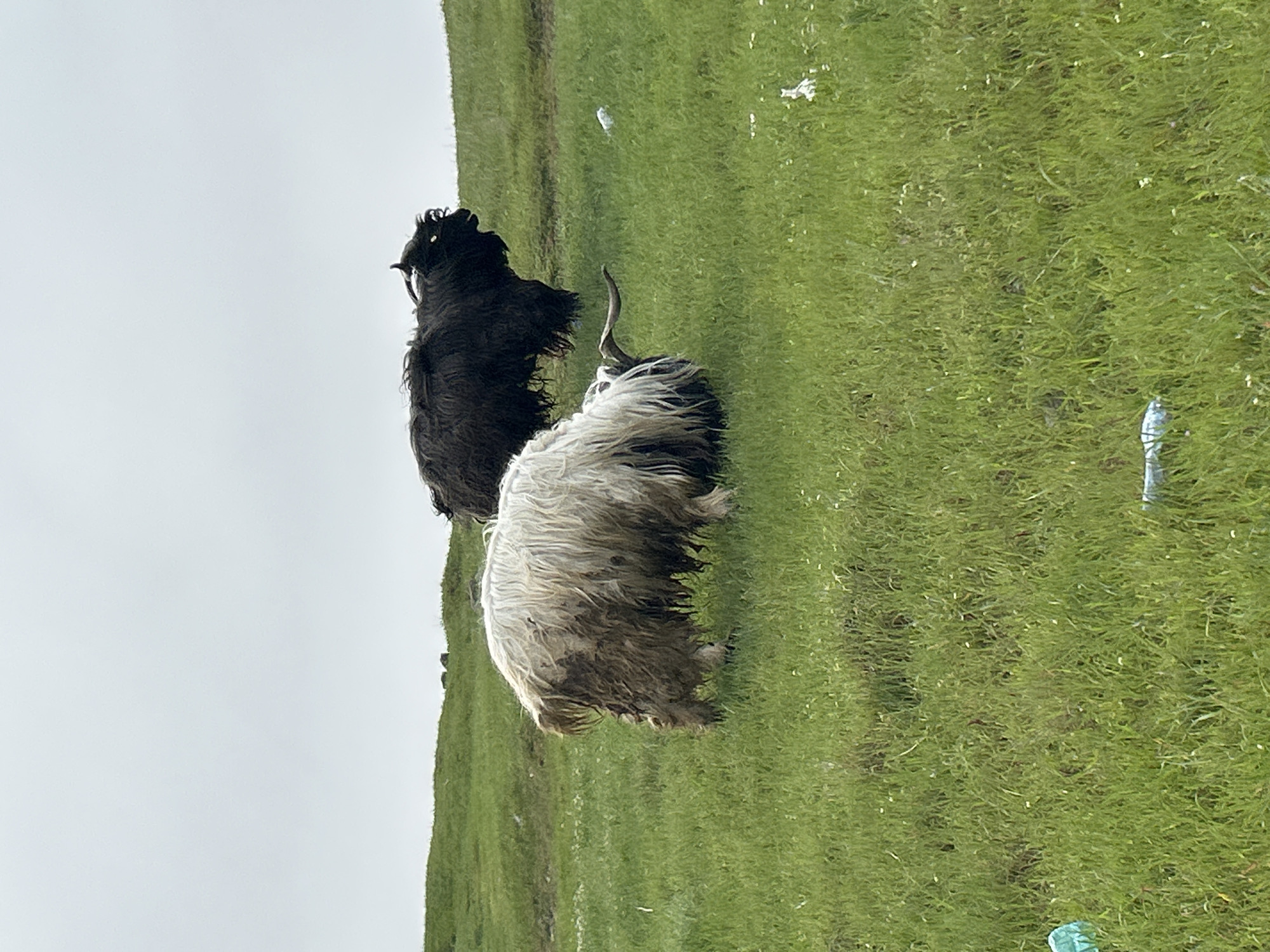The image, displayed as if correctly oriented horizontally, captures two shaggy, long-haired animals on a vibrant green hillside under an overcast sky. In the foreground, a heavily matted, predominantly white animal stands with its lower fur stained muddy brown. It has one prominent horn curving upwards and backwards. Behind it, a similarly shaggy black animal is visible, featuring two distinct, backward-curving horns and striking bright yellow eyes.
The animals are in a dense, green pasture, likely grazing or resting. The grass is interspersed with small white flowers and notable pieces of human-made litter, including a white plastic bottle near the center-right and a light blue/green plastic item in the bottom right corner, indicating a less pristine environment. The sky is a uniform, bright white, suggesting a cloudy day without direct sunlight. The scene depicts a rural or semi-rural landscape, consistent with the provided location context of Burgas, Bulgaria. No visible text is present in the image.