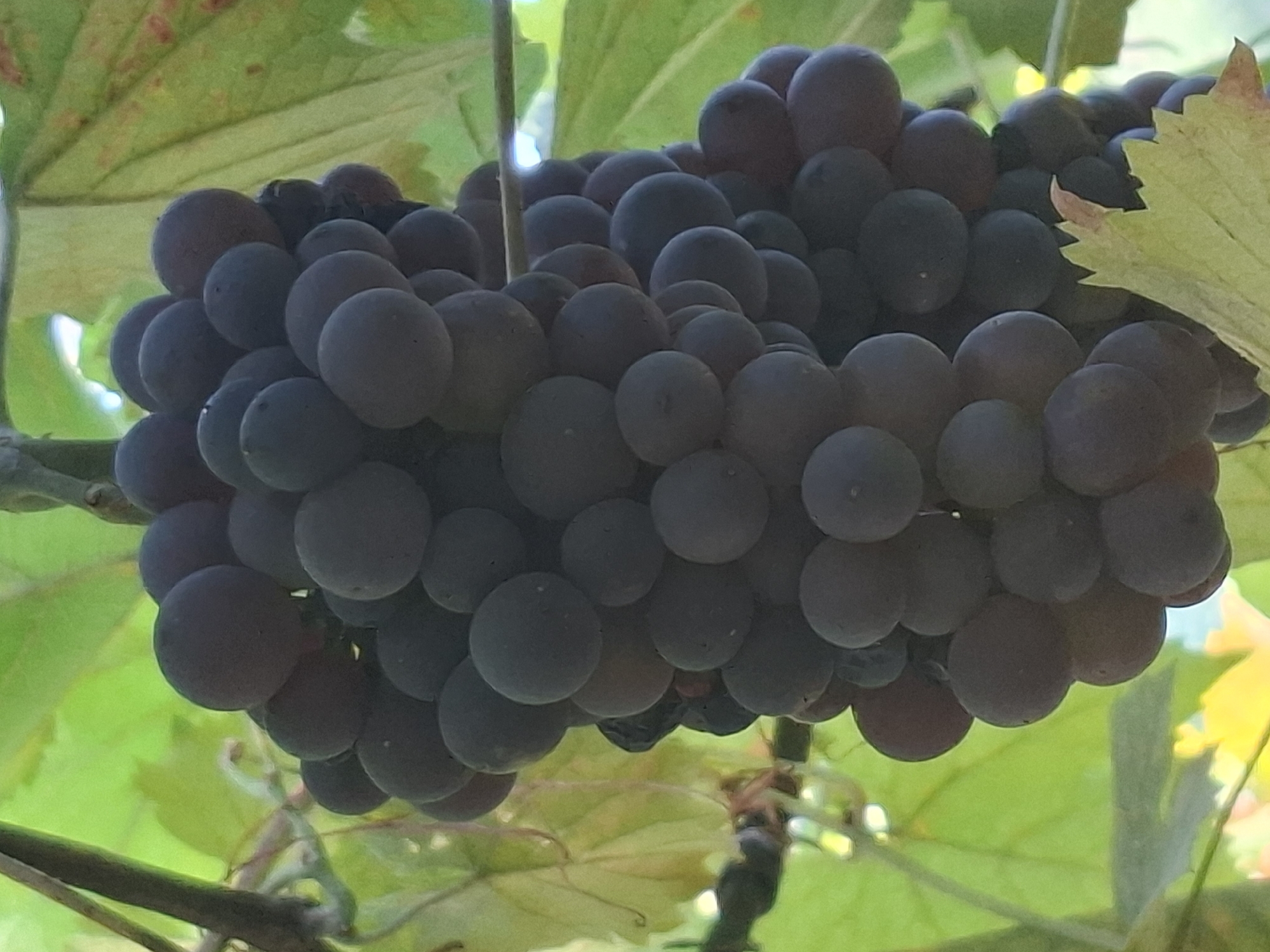 A close-up shot showcases a dense cluster of dark purple grapes hanging from a vine, bathed in natural light against a blurred background of green foliage and some yellowing leaves. The grapes are plump and spherical, with a slightly dusty bloom on their surface. Some individual grapes show slight variations in color, ranging from deep purple to a lighter, almost reddish hue. The vine itself, with its woody stem and slender tendrils, is visible as a dark, vertical element on the left side of the frame. The overall impression is one of natural ripeness and abundance.
This image does not contain any information that would allow for the determination of its location in Almaty, Kazakhstan.