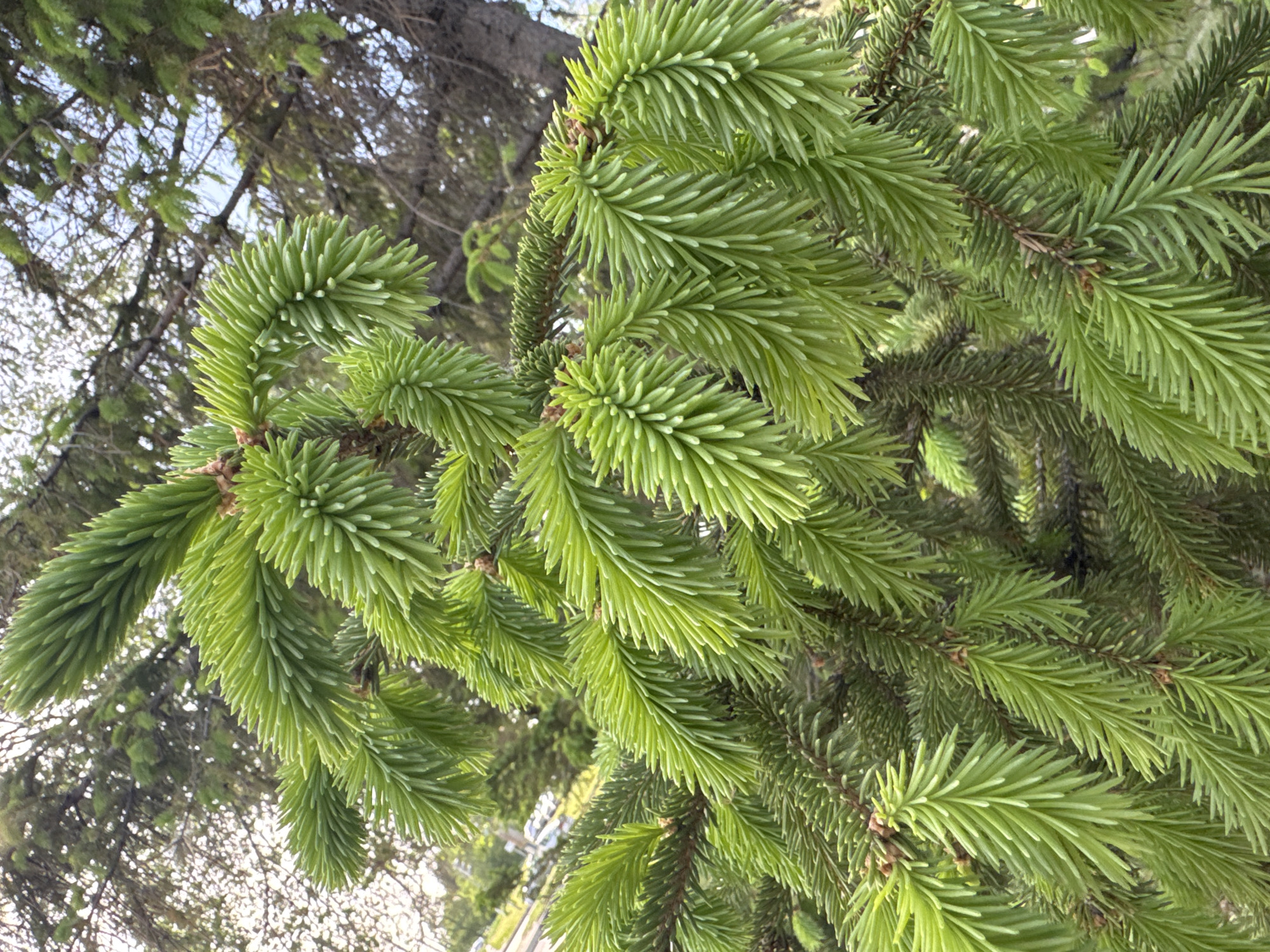 The image captures a close-up view of the new growth on a spruce tree. The location is not discernible from the image, and there are no people visible. The dominant feature is the vibrant green foliage of the spruce, with numerous needles densely packed on the branches. The needles are light green, indicating they are new growth. The background shows glimpses of other tree branches and the sky, partially obscured by the foreground foliage. The lighting appears to be natural daylight.