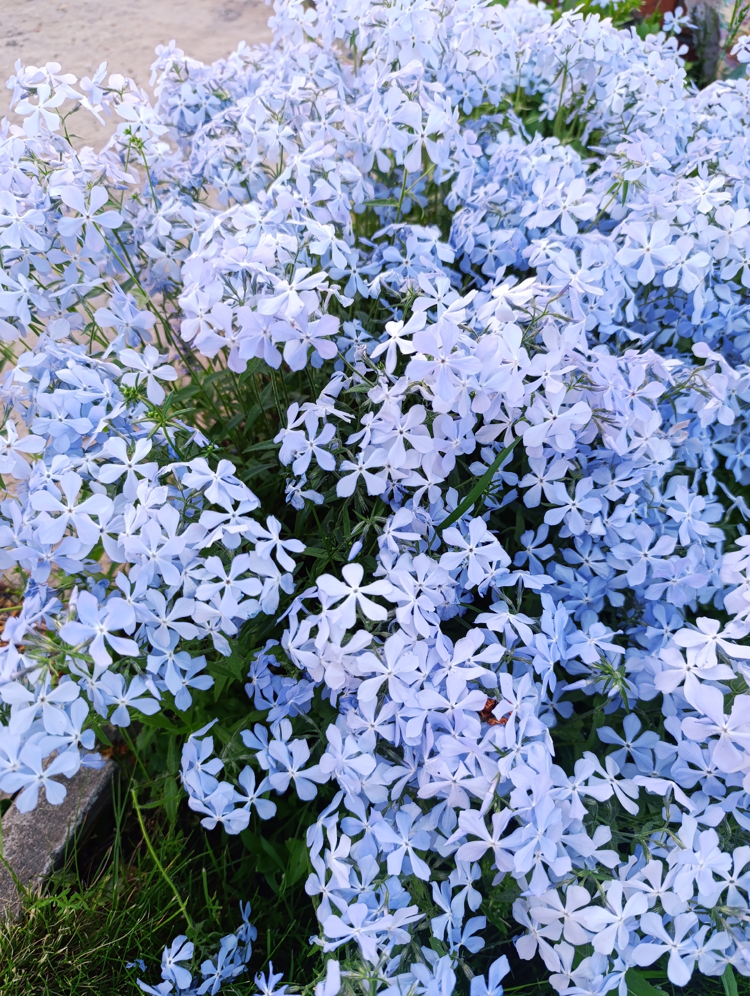A close-up shot reveals a dense cluster of small, light blue flowers, likely phlox subulata, blanketing the ground. Green foliage is visible, interspersed between the flowers. To the left of the flowers, a section of concrete or stone is seen, possibly part of a path or edging. The surrounding context indicates an outdoor setting, potentially a garden or landscaped area. The location is Unknown, Unknown.