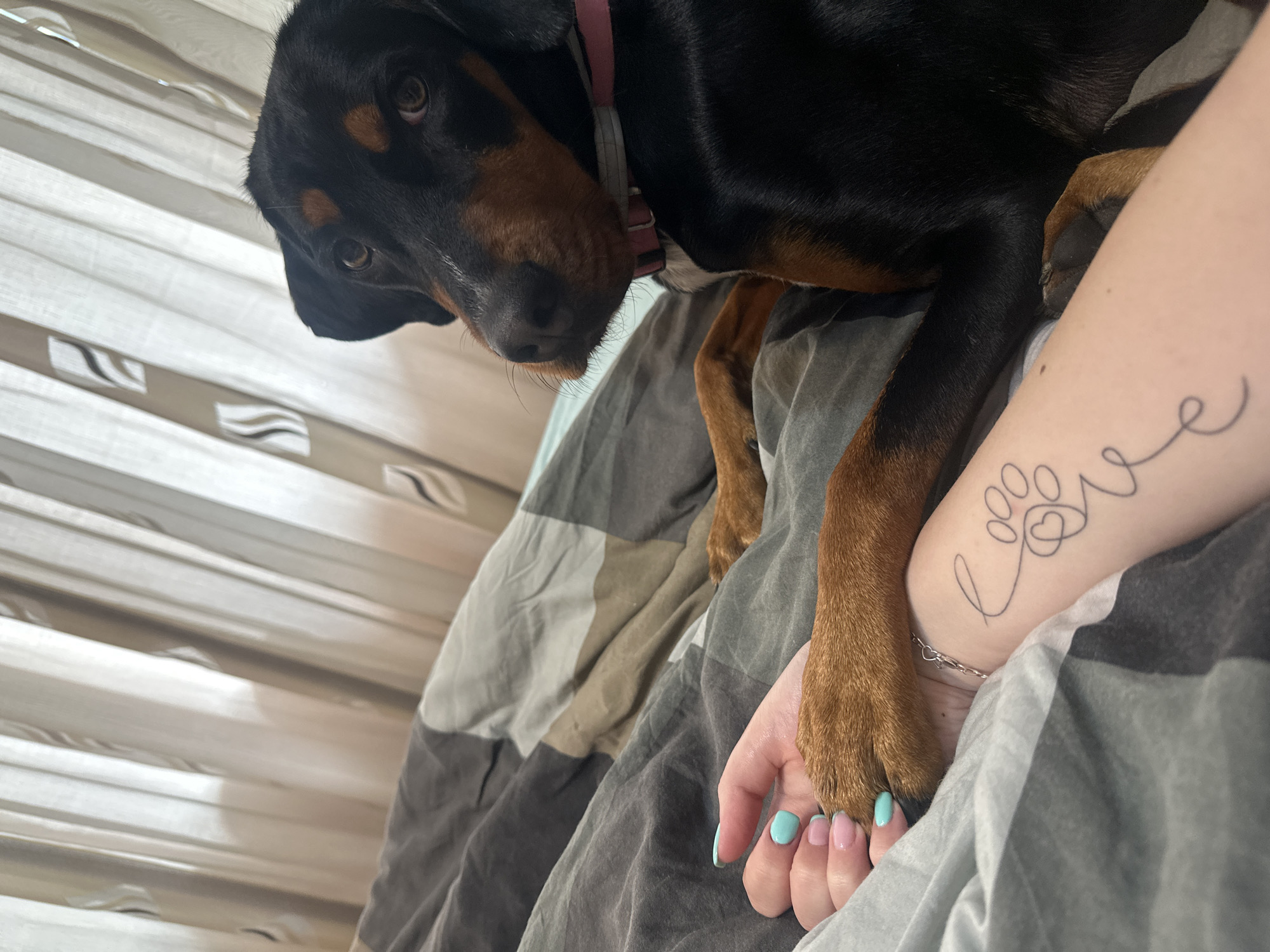 A black and brown dog lies on a gray and tan striped bed, draped across a person's arm. The dog wears a pink collar. The person's hand is visible with painted nails. The person has a tattoo on their arm of a paw print with the word "love" incorporated into the design. The background shows blinds. The location is Varna, Bulgaria.