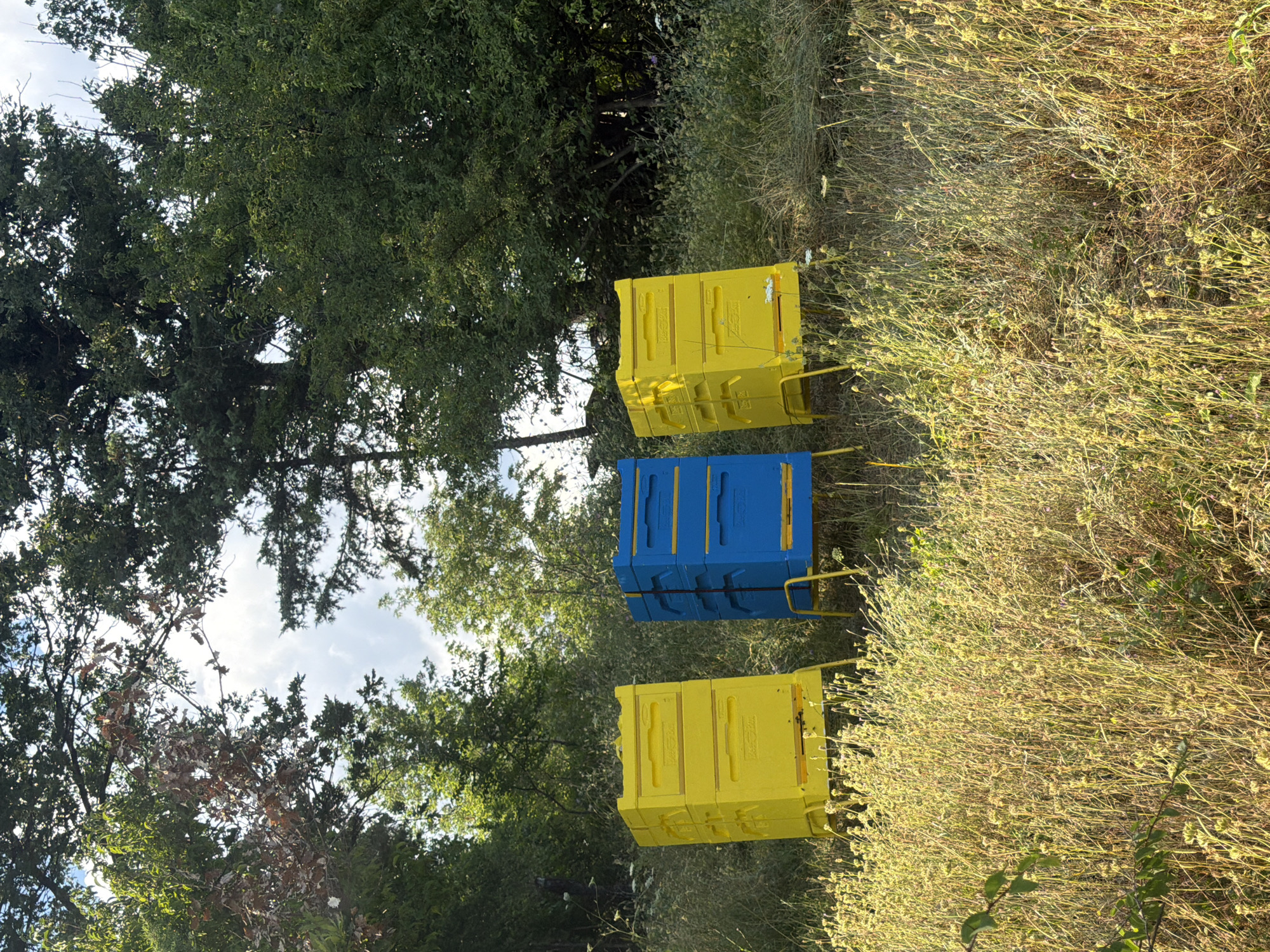 Three beehives are arranged in a grassy, outdoor setting. Two beehives are bright yellow, and one is blue. They are positioned on yellow stands, indicating they are raised off the ground. The beehives are stacked vertically, with multiple rectangular sections. The surrounding environment is natural, with tall, dry grass and various trees creating a backdrop. The sky is visible through gaps in the tree canopy. This scene is located in the city of Zvanika, Bulgaria.