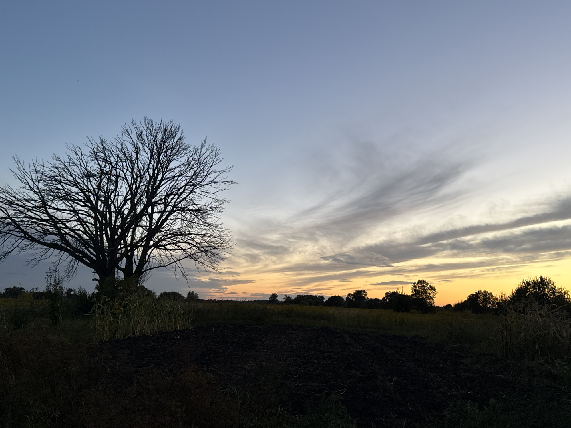 The image depicts a rural landscape at dusk. A large, bare tree stands prominently on the left side of the frame, silhouetted against a sky transitioning from a pale blue at the top to shades of orange and yellow near the horizon. Wispy clouds stretch across the sky, catching the last light of the day. In the foreground, a dark, plowed field occupies the lower portion of the image. Beyond the field and the tree, a line of trees and vegetation forms a gentle curve, suggesting a slight elevation change. The overall scene evokes a sense of quietude and the approaching end of daylight in a rural setting, possibly in the vicinity of Fominka, Russia, given the context. No people are visible in the image.