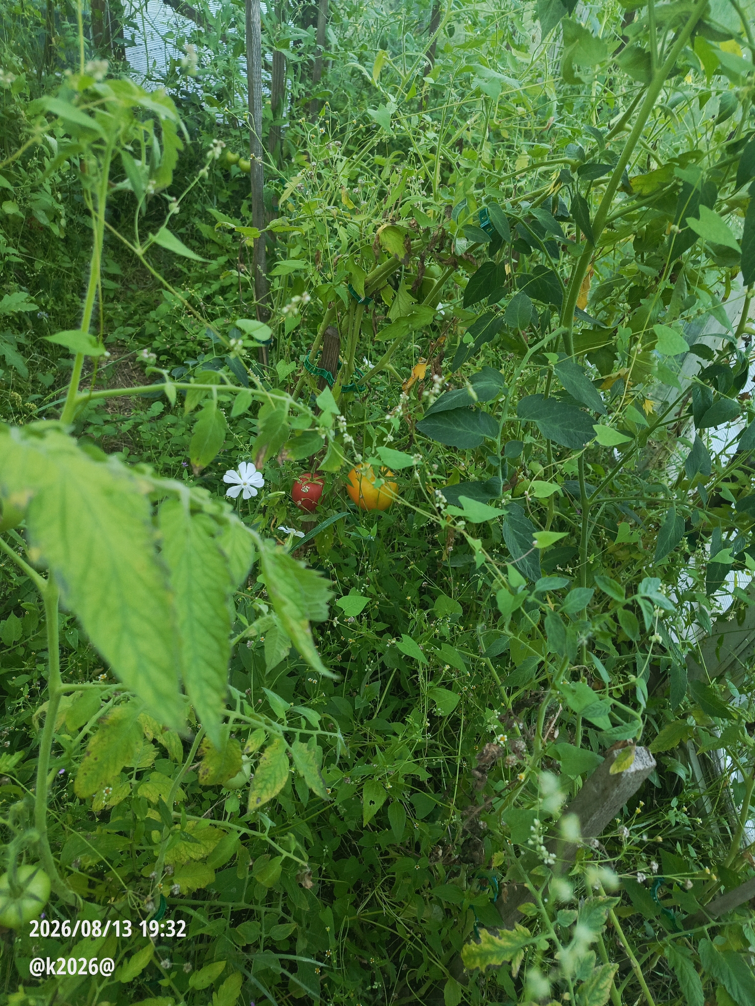 The image depicts a dense, overgrown garden patch with a focus on tomato plants. Two ripe tomatoes, one red and one yellow, are visible amongst the lush green foliage. A single white flower with four petals is also present. The background is a blur of greenery, suggesting a natural, uncultivated environment within a rural setting. The timestamp "2026/08/13 19:32" and the handle "@k2026@" are overlaid on the bottom left of the image. The overall scene conveys a sense of abundance and untamed growth.