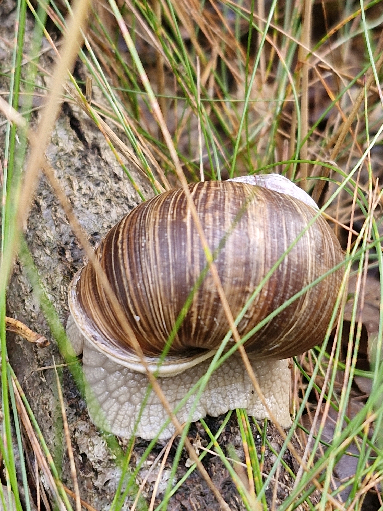 A close-up, eye-level, vertical shot captures a snail nestled on a rough-textured tree trunk, surrounded by tall, dry grass and pine needles. The snail's shell, a spiral of brown and tan, is prominent, with its pale, textured body partially visible underneath. The natural light filters through the foliage, creating a slightly blurred effect. The scene appears to be an outdoor environment, possibly a forest or park area within the city of Šernai, Lithuania. There are no people or other animals visible. The focus is on the intricate details of the snail and its immediate surroundings, highlighting the textures of the shell, the tree bark, and the surrounding vegetation.