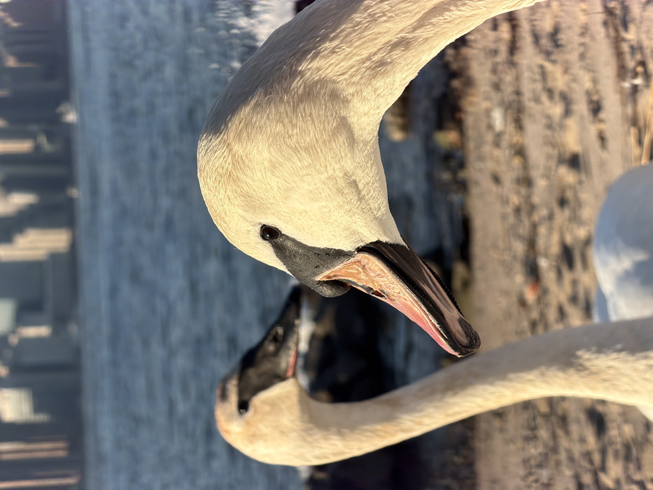 Two swans are situated on a sandy and pebbled shore. The swan in the right foreground is in sharp focus, presenting a profile view of its head and upper neck, facing right. Its plumage is white-cream, its beak is black with an orange-pink inner lining, and its dark eye is clearly visible. The beak is slightly open. A second swan, out of focus, is positioned in the left midground, also presenting a profile view of its head and upper neck, facing left. Behind the swans, a body of blue water extends across the frame, showing ripples and a small wave near the foreground swan. In the distant background, across the water, a blurred skyline of numerous tall buildings is visible, characteristic of the Manhattan cityscape. The location is a waterfront area, likely along the East River in Brooklyn or Queens, New York City, United States of America.