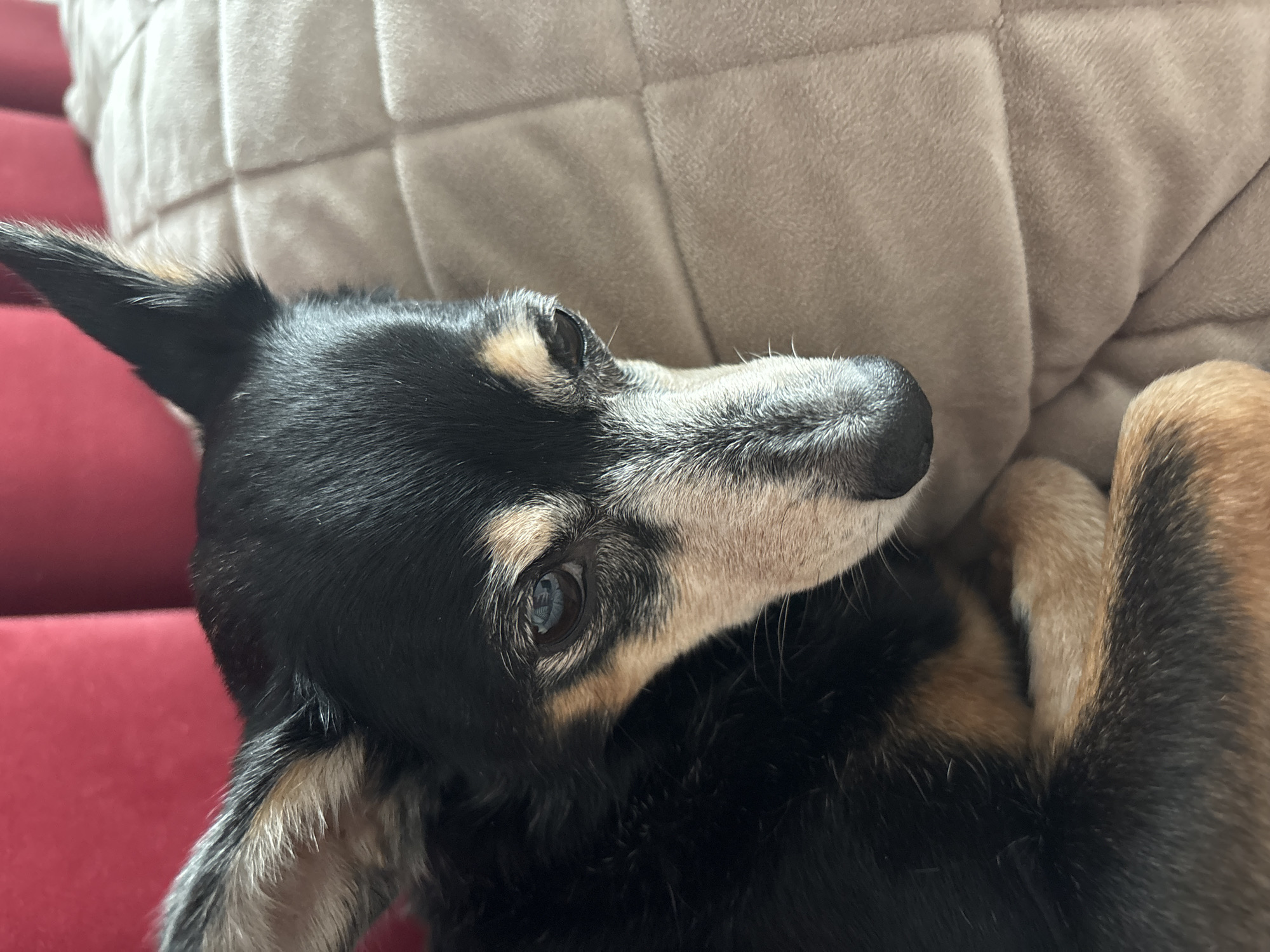 A close-up shot features a dog lying on a red sofa. The dog is black with tan and white markings on its face and legs. Its head is resting on a beige, quilted cushion. The dog is looking up with its paws curled near its chest. The location is Unknown, Unknown.