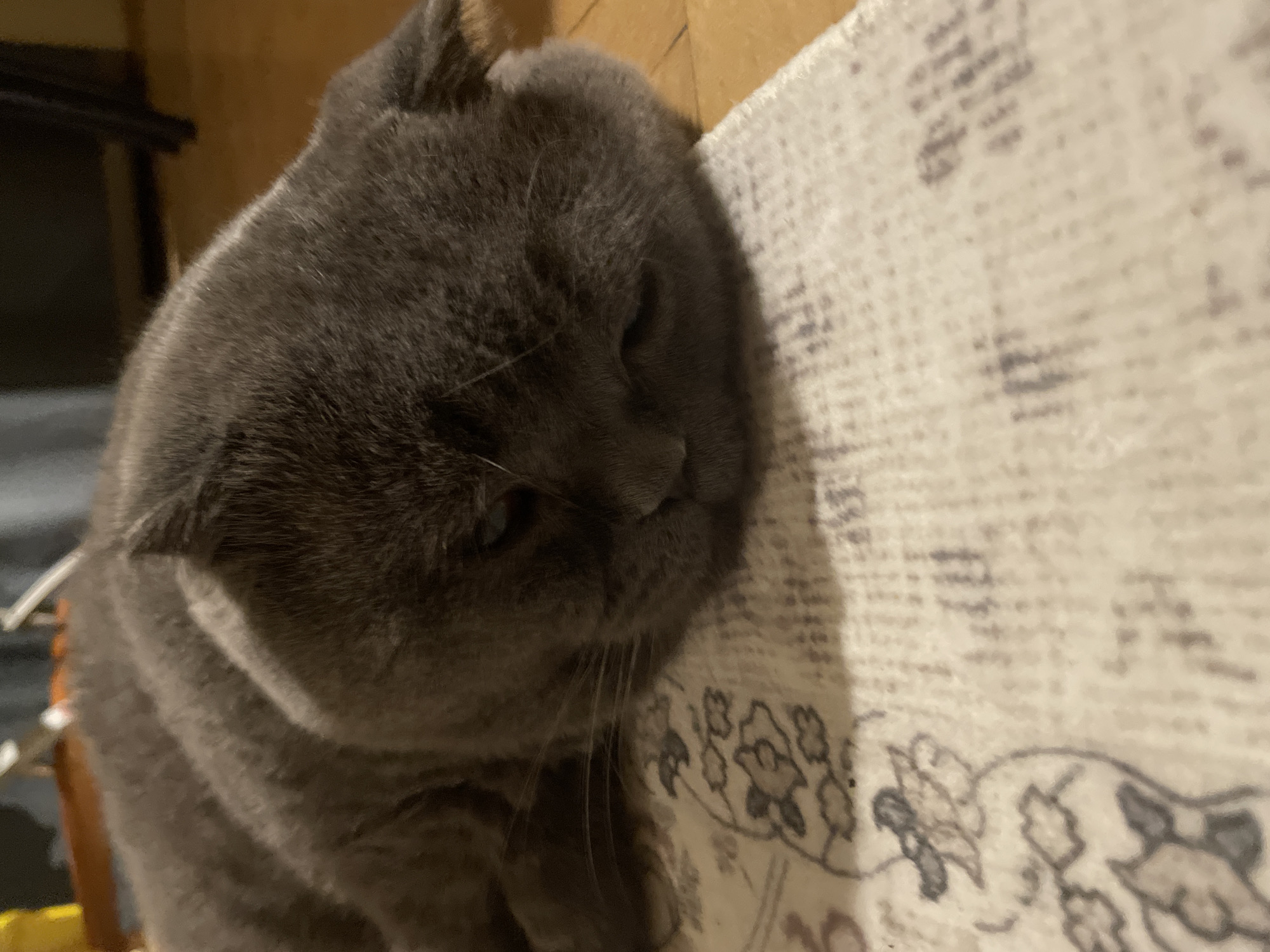 A close-up shot depicts a gray Scottish Fold cat resting its head against a patterned surface. The cat's fur appears soft and dense. The patterned surface has a light background with gray floral designs. The background is blurry.