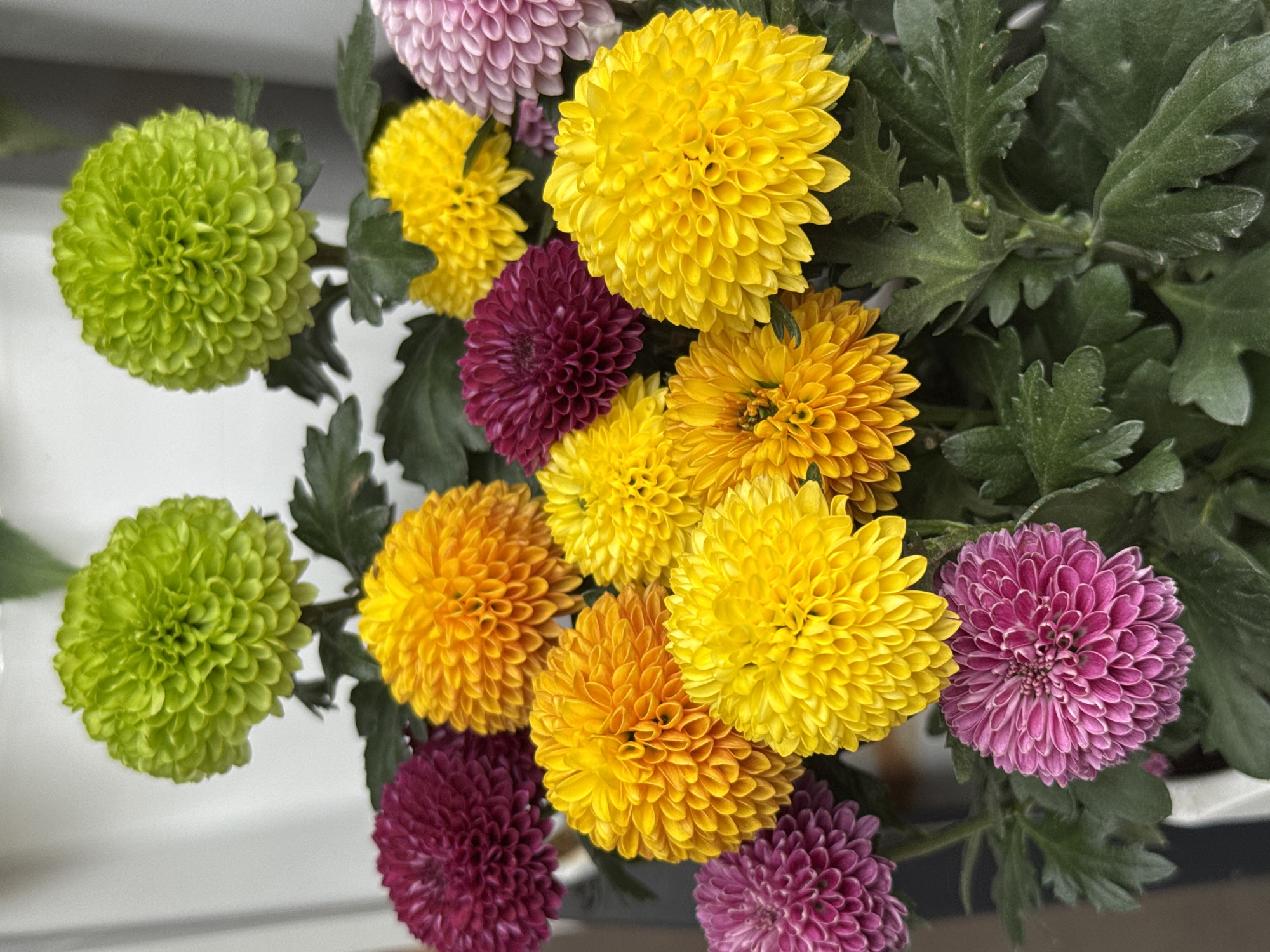 The scene, presumably located in Wulingyuan, China, presents a dense, upright arrangement of spherical chrysanthemum flowers and their foliage. Two distinct, vibrant lime-green flowers are prominently positioned at the top of the frame. Below these, approximately 15 to 20 additional flower heads are visible, distributed in shades of bright yellow, orange-yellow, dark magenta, and light pinkish-purple. Yellow and orange-yellow flowers are numerous, dominating the mid and lower sections of the display. Several dark magenta flowers are interspersed within the cluster, and a single light pinkish-purple bloom is positioned towards the lower-left corner. Dark green, deeply lobed leaves are visible amidst and beneath the flowers, indicating a healthy plant. The background is uniformly light-toned and out of focus, suggesting an indoor or sheltered environment against a plain surface. No individuals, actions, or interactions are depicted.