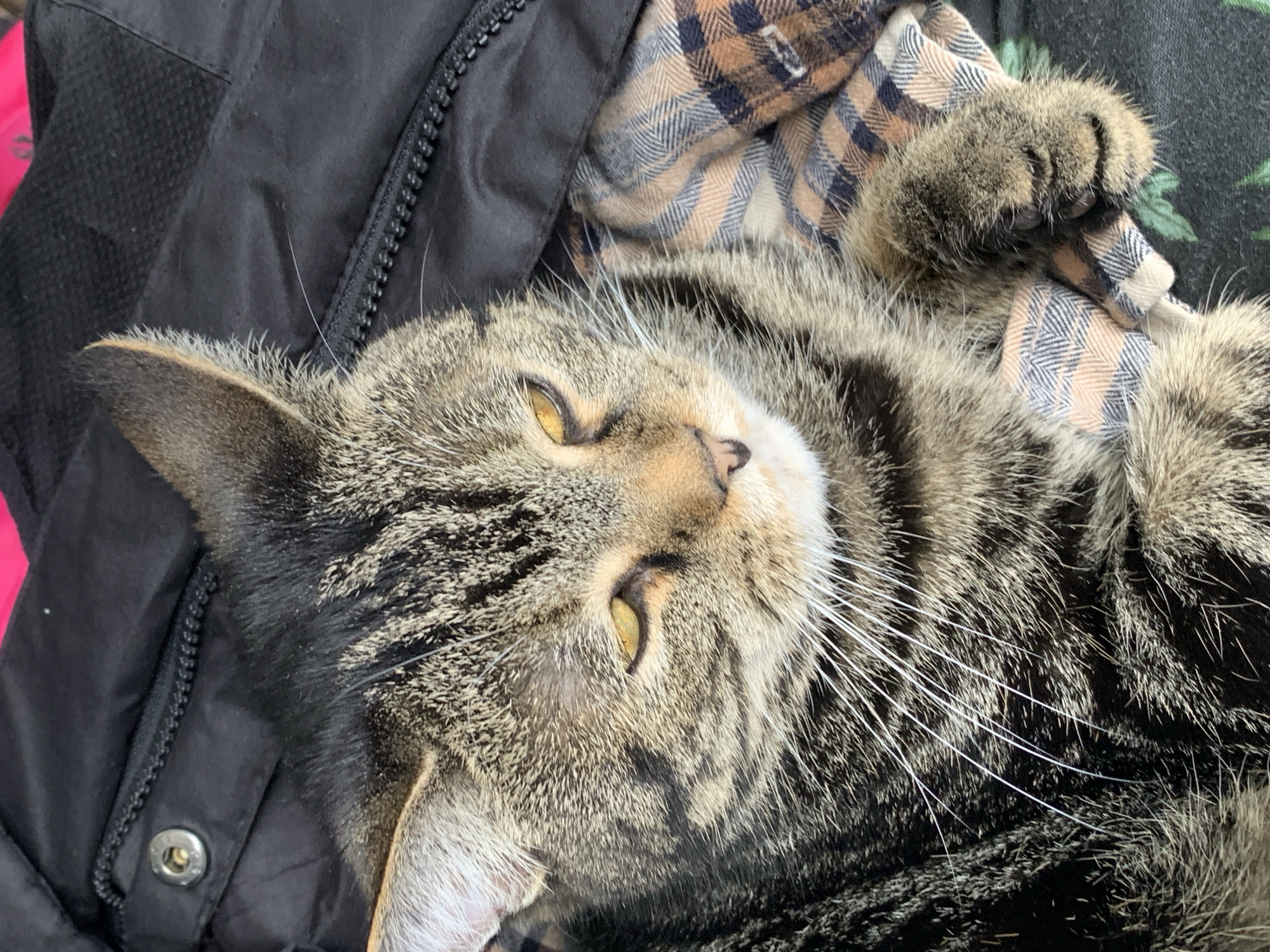 A close-up photograph depicts a tabby cat lying on what appears to be a black jacket with a zipper and a brown and tan plaid shirt. The cat is on its back, with its paws curled up near its chest. The cat has yellow eyes and white whiskers. The background includes the fabric of the jacket and the plaid shirt. There is no information provided in the image to indicate it was taken in the city of Stavropol, Russia.