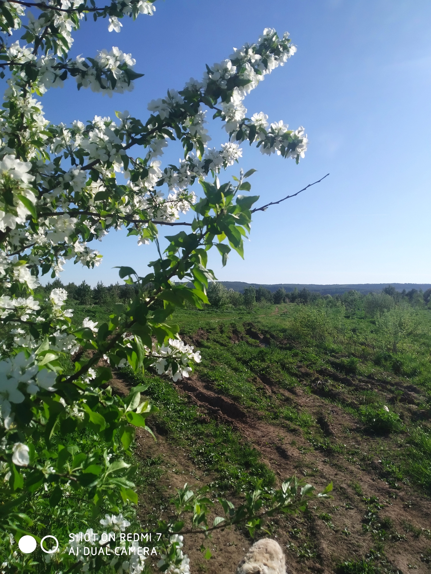 The image captures a blossoming apple tree in Okhansk, Russia, with a clear blue sky overhead. The tree's branches are laden with white flowers and green leaves. In the background, a rural landscape unfolds with green fields and scattered trees. The ground slopes gently. The camera is low to the ground, capturing a blurred object at the bottom. The picture was taken on a Redmi 7 AI Dual Camera.
