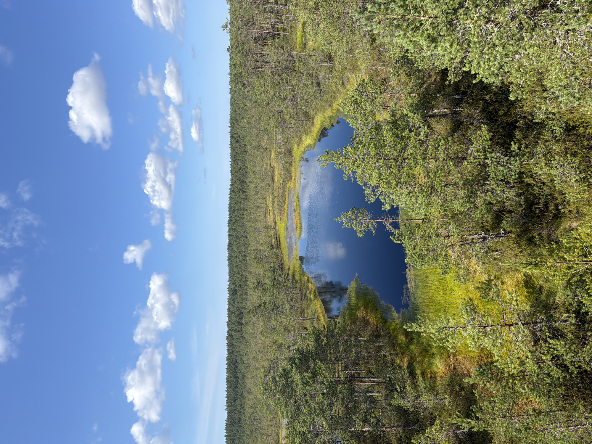 The image shows a panoramic view of a bog landscape in Kolga alevik, Estonia, on a clear day with scattered white clouds. A dark, still body of water, likely a pond or lake, occupies the central portion of the scene, reflecting the blue sky and surrounding vegetation. The water is fringed by vibrant green and yellow marsh grass and low-lying bog plants. Dense coniferous forest, primarily pine trees, dominates the middle ground and background, forming a continuous green canopy. The foreground features a mix of taller pine trees with textured bark and green needles, as well as undergrowth and heath. The overall impression is one of a tranquil, natural wetland ecosystem under a bright, cloud-dotted sky. There are no people or visible signs of human activity in the image.