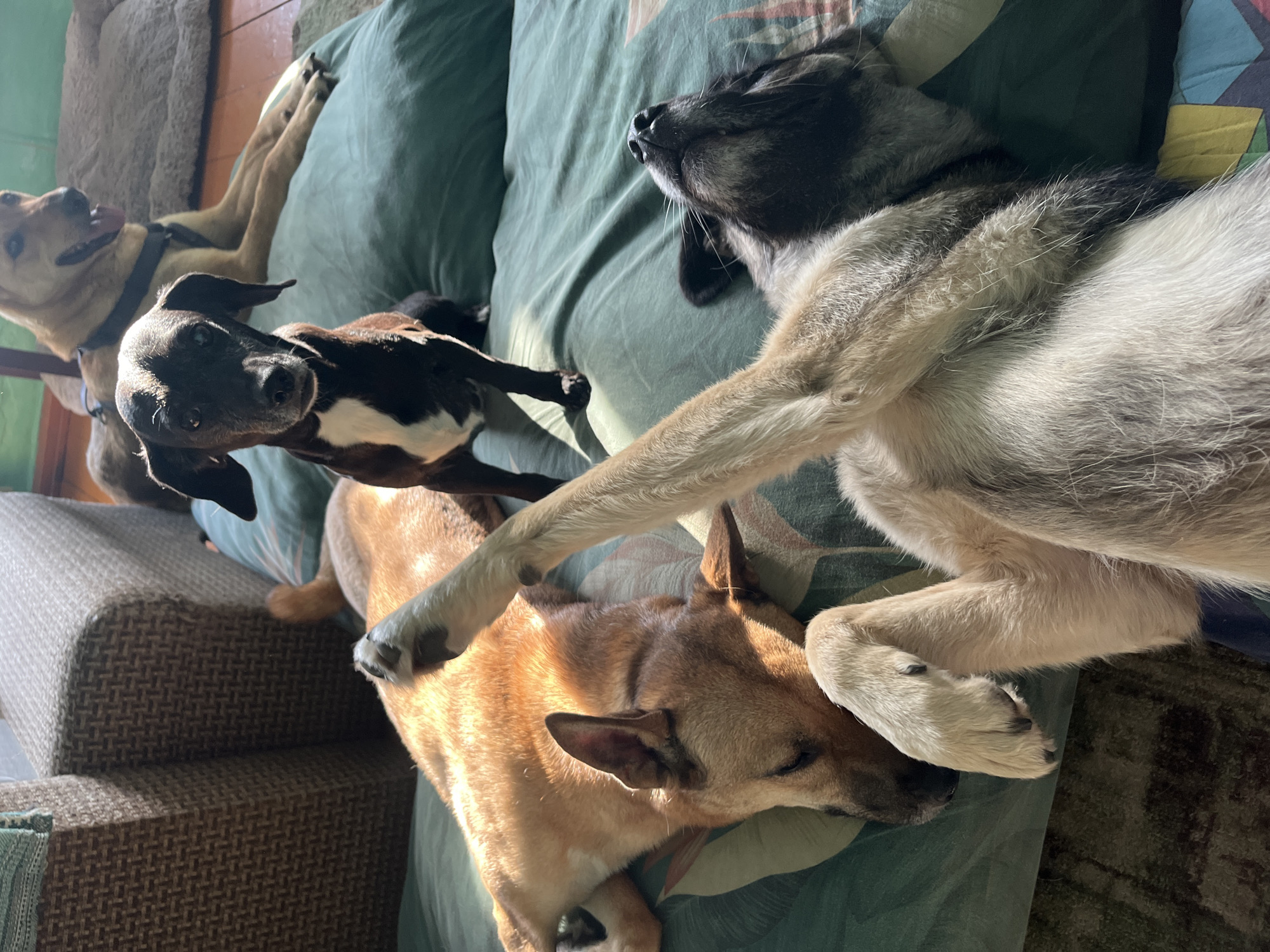 The image shows four dogs resting on a green patterned couch. One dog, mostly tan, is lying on its side at the bottom of the frame. Another dog, a tan breed wearing a black harness, is at the top left. A black and white dog is positioned in the middle, looking directly at the camera. The fourth dog, predominantly gray with a black face, lies on its side at the upper right corner of the frame. Part of the couch extends to the left side of the frame and is a light-brown wicker-type material.
The location in the city of Nizhny Tagil, Russia is not determinable from the image.