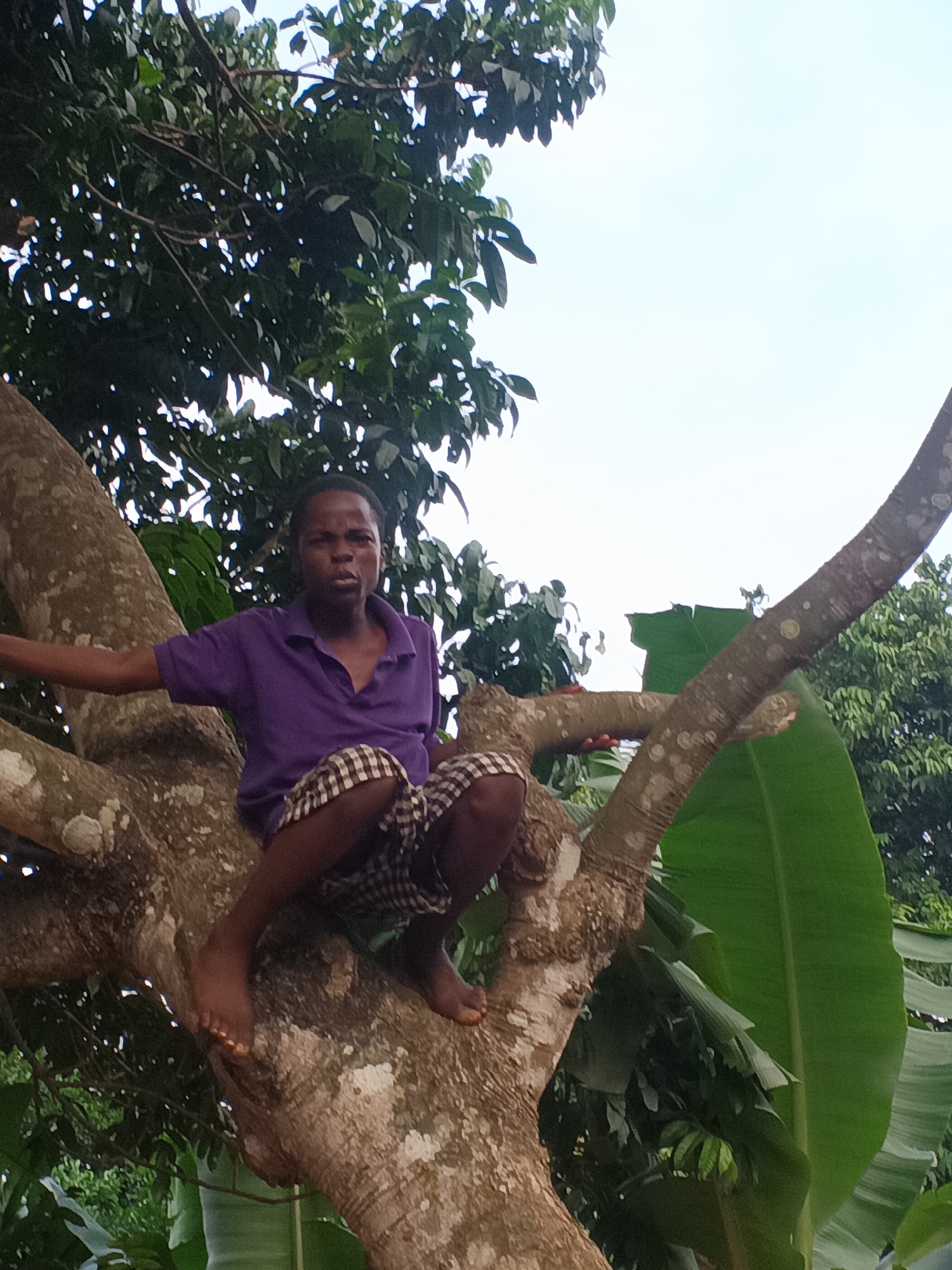 The image displays a young individual, likely a boy or young man with dark skin, seated barefoot on a thick tree branch. He wears a short-sleeved purple collared shirt and black and white checkered shorts. His posture suggests he is squatting or comfortably resting on the branch, with his arms slightly extended, possibly for balance. He looks directly at the camera with a neutral expression.
The tree features prominent, textured, light brown branches, mottled with lighter, possibly lichen-covered patches. The surrounding environment is rich with dense, green foliage, indicating a lush, verdant setting. On the right side of the frame, large, broad green leaves, characteristic of tropical plants such as banana trees, are visible. The sky in the background is a bright, light blue to white, suggesting clear daylight conditions. No text is visible in the image. The scene depicts an everyday moment in the natural, outdoor environment of Eziudo, Nigeria.