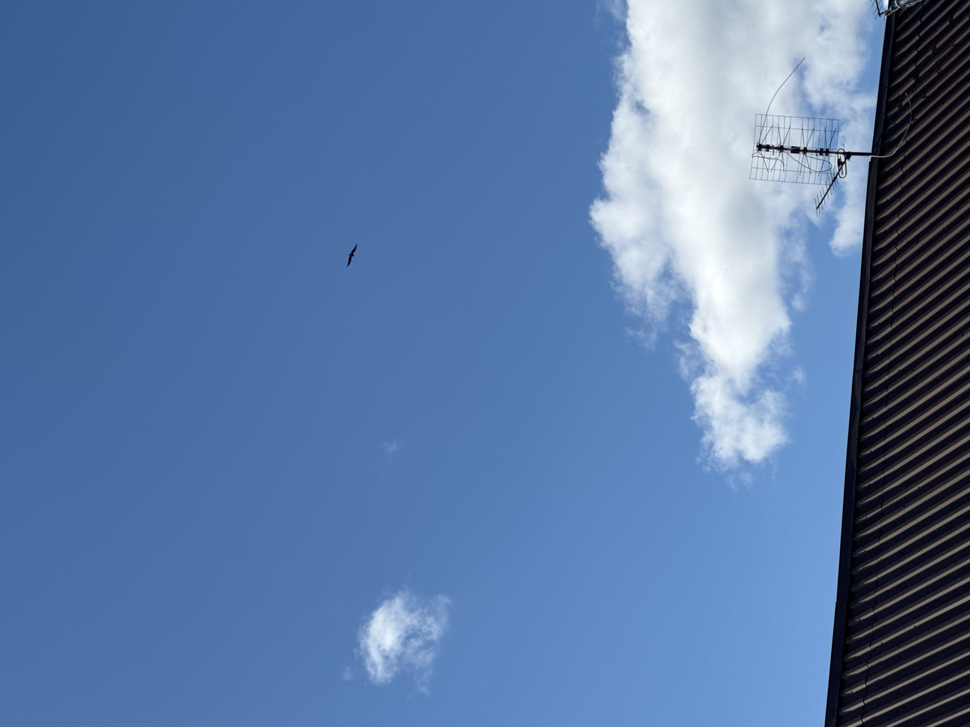 The image captures a clear blue sky with scattered clouds. In the upper portion of the sky, a single bird is seen in flight. Below the sky, the corrugated roof of a building is visible, with an antenna mounted on it. The scene is outdoors, with the sky and rooftop dominating the frame. The location is identified as Prokopyevsk, Russia.