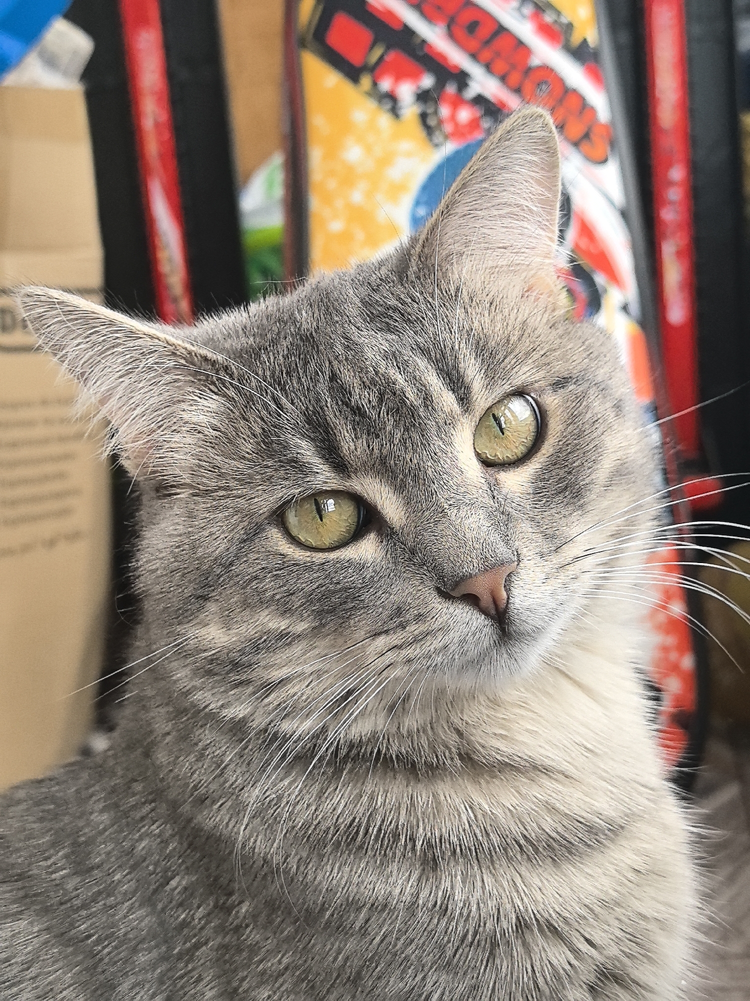 A close-up shot of a grey tabby cat with striking green eyes. The cat is positioned in the foreground, its head tilted slightly, giving a curious expression. The cat's fur is a mix of grey and beige tones, with distinct tabby stripes. Its whiskers are white and prominent.
The background is slightly blurred, but reveals items such as a cardboard box on the left and objects with red, yellow, and black patterns on the right.
The information provided is insufficient to determine the location as Perm, Russia.