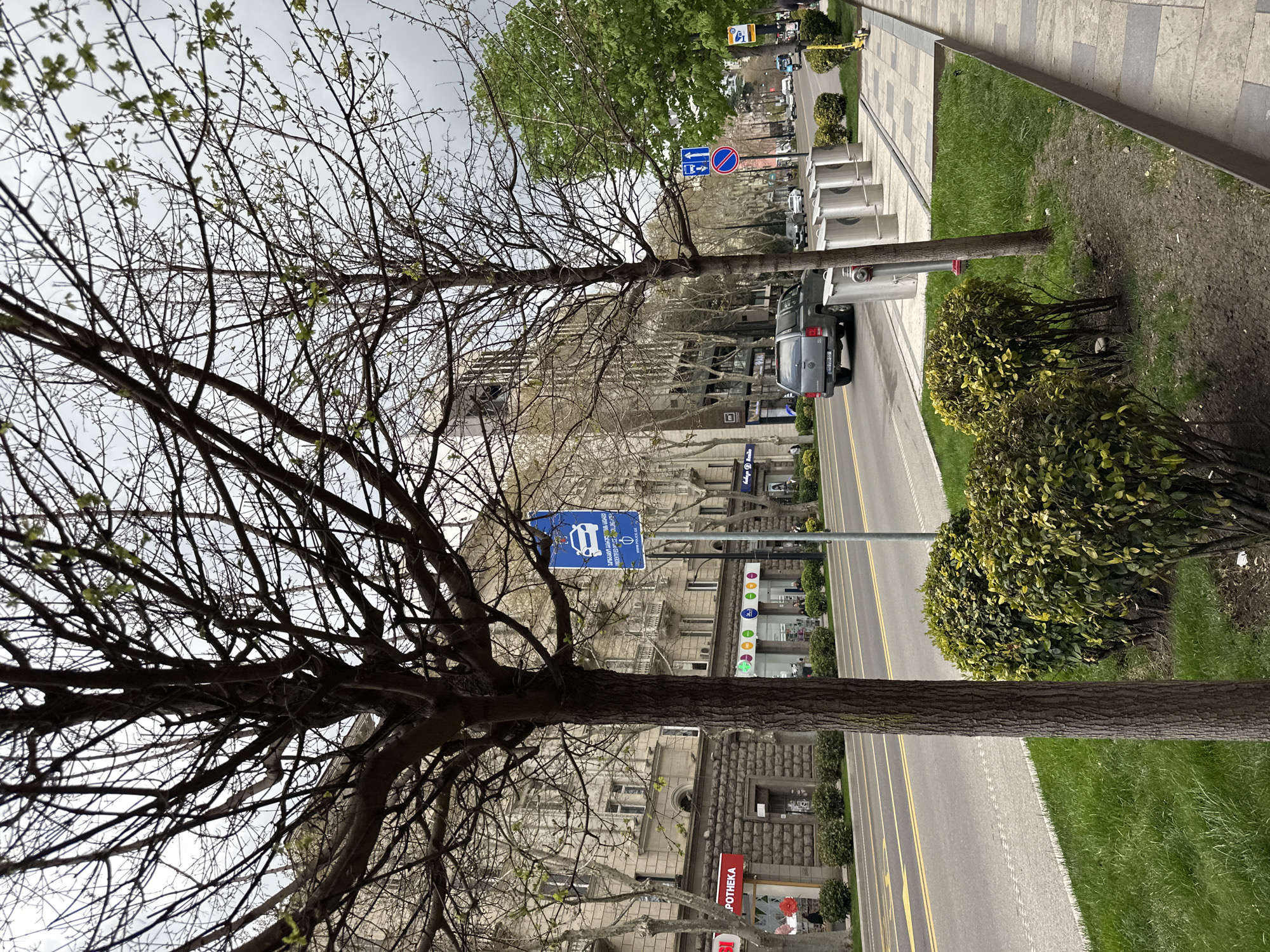 The image is a street scene in Tbilisi, Georgia. It appears to be a moderately busy street lined with buildings and trees. The foreground features bare-branched trees, suggesting early spring. Along the street, there's a sidewalk, a grassy strip, and then the road itself with yellow lane markings. Several parked cars are visible. A blue road sign with a bus symbol and text in Georgian indicates a bus stop. A sign with an arrow pointing to the left, with a red circle around it can also be seen. A storefront sign with the word "POTHEKA" is visible on one of the buildings. The buildings are of stone construction. The sky is overcast.