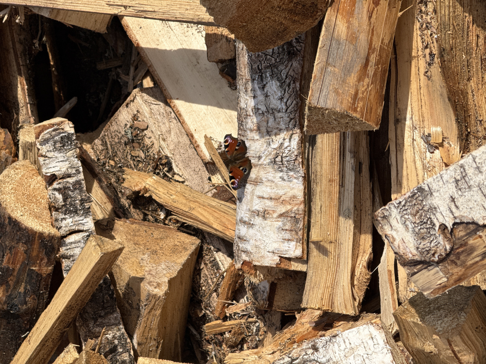 A close-up, eye-level shot shows a pile of stacked firewood. The wood varies in shape, size, and color, ranging from light tan to dark brown, with some pieces featuring white bark. In the center, a butterfly with red and brown wings perches on a piece of wood. The location is Chaikovsky, Russia.