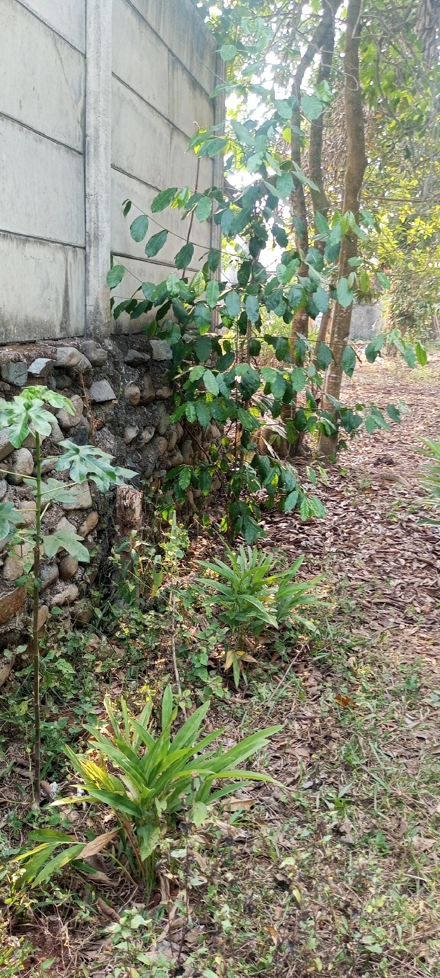 The image depicts an outdoor scene in Taman Rahayu, Indonesia, likely a backyard or a neglected green space. A tall, pale gray concrete wall, segmented by horizontal lines, forms the left boundary of the scene. At the base of this wall is a foundation made of rough, gray stones.
In front of the stone foundation, a leafy green plant with large, lobed leaves is visible on the left side of the frame. To its right, and extending along the wall, is a denser growth of green foliage from a larger, bush-like plant with smaller, oval-shaped leaves. This plant appears to be growing up and against the wall and a tree trunk behind it. The tree trunk is slender and brown, with branches reaching upwards and covered in leaves, some of which are illuminated by sunlight filtering through.
The ground in front of the wall and plants is covered with dry leaves, twigs, and sparse grass, suggesting a natural or unkempt environment. In the foreground, a cluster of broad, green, strap-like leaves emerges from the ground, possibly a type of ginger or similar plant. The overall impression is one of a slightly overgrown, natural area adjacent to a man-made structure.