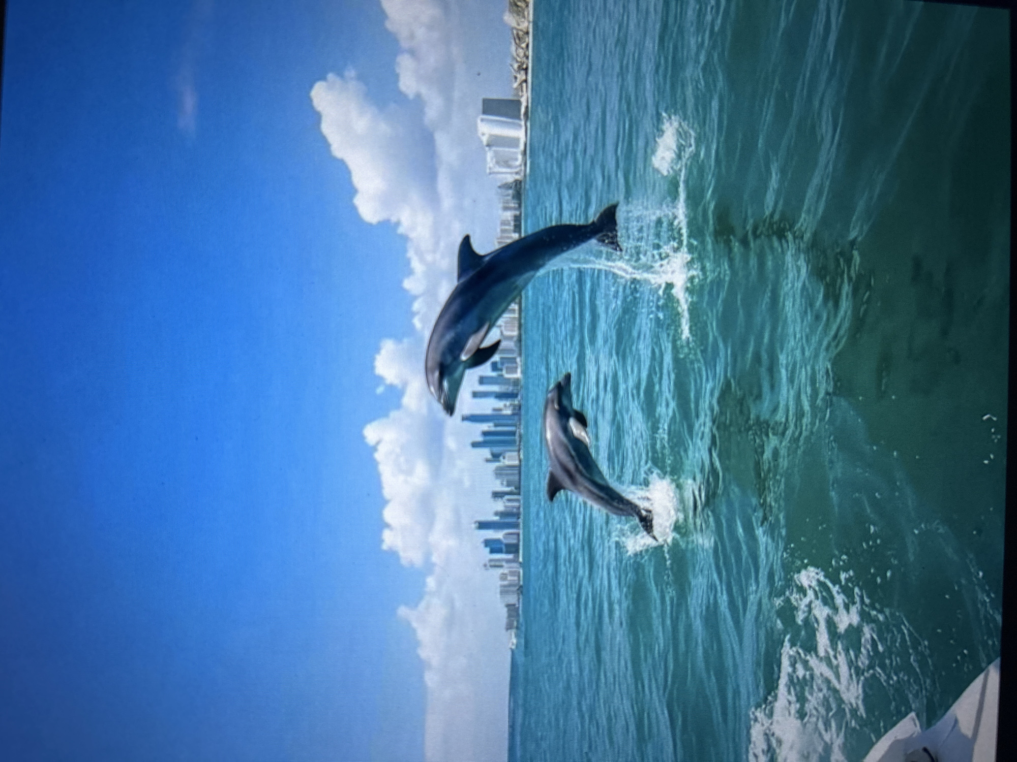 The image captures two dolphins leaping from the turquoise waters of the Black Sea, with a panoramic cityscape of Burgas, Bulgaria, forming the backdrop. The city skyline features numerous modern high-rise buildings, including hotels and residential towers, clustered along the coast. White cumulus clouds dot the bright blue sky above. The water is dynamic, with splashes and ripples indicating the dolphins' energetic movements. In the foreground, the white hull of a boat is partially visible on the left, suggesting the photo was taken from a vessel. The overall scene conveys a sense of marine life and urban development coexisting in a coastal environment.