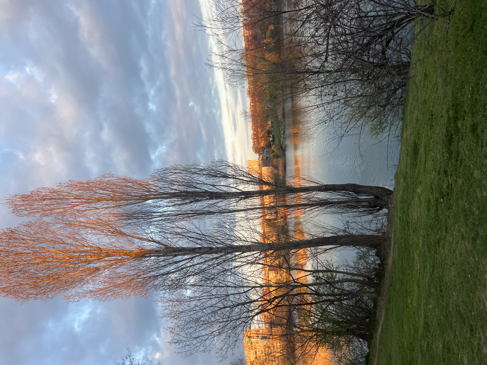 The image shows a landscape in Sofia, Bulgaria, likely near a lake or river reflecting the sky and buildings. Three tall, thin trees with bare branches dominate the left side of the frame. Their upper branches are illuminated by golden light, probably from the setting sun. A body of water stretches across the middle ground of the image, reflecting both the sky and buildings in the distance. The sky is filled with clouds, displaying varying shades of gray and hints of blue. On the opposite side of the water, a building and other structures are visible. To the right, there is green grass. The image is rotated, so the sky appears on the left and the ground on the right.