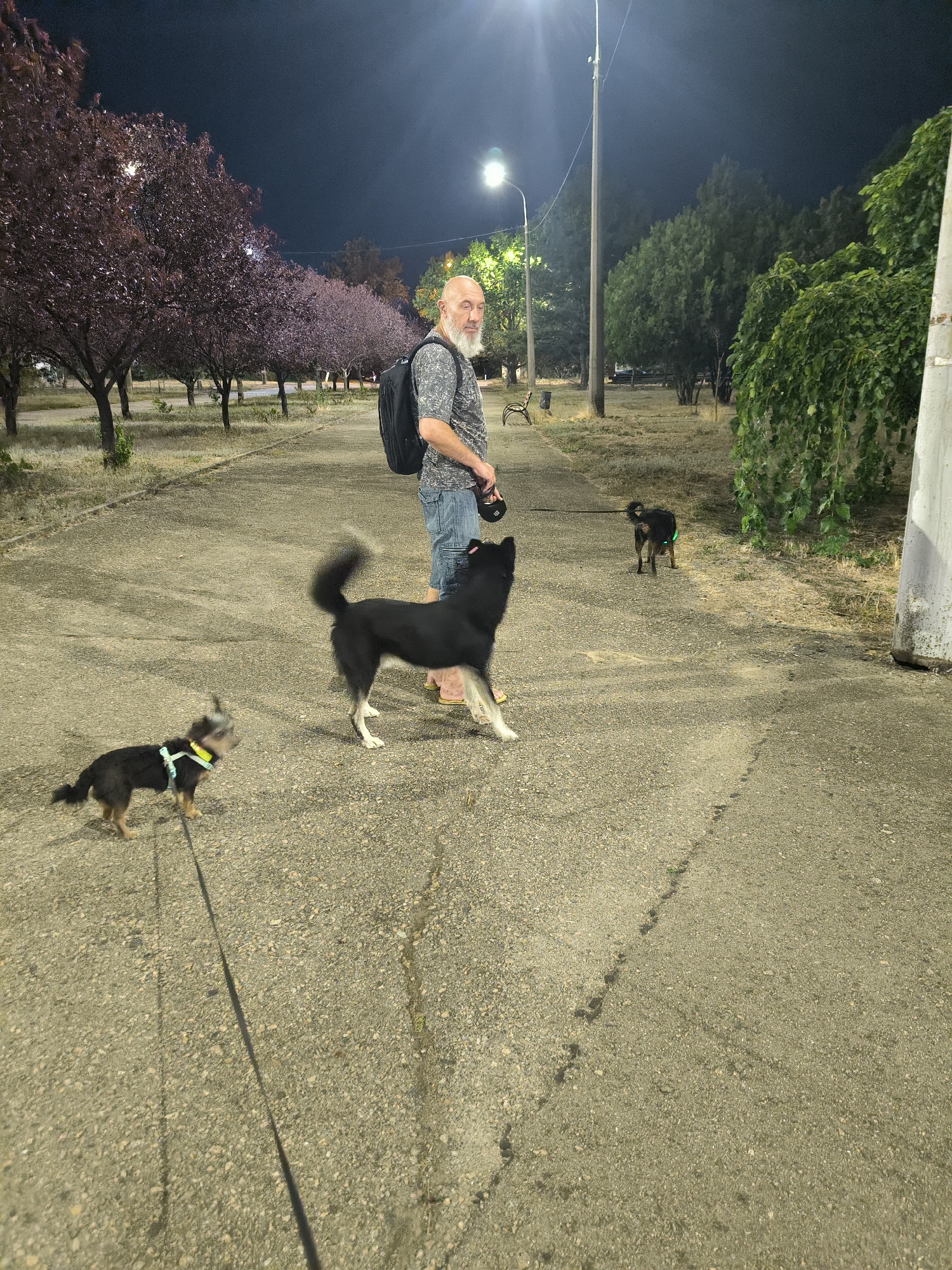 A bald man with a beard, wearing a patterned shirt, blue shorts, and a black backpack, stands on a paved path at night. He is holding leashes for three dogs. In the foreground to the left, a small black and tan dog with a green collar and leash is walking. In the center, a medium-sized black and white dog with its tail up is standing. Further back and to the right, a small dark-colored dog with a green reflective band is walking. The path is lined with trees, some with dark red leaves, and is illuminated by streetlights. The environment appears to be a park or public area in Mykolaiv, Ukraine.