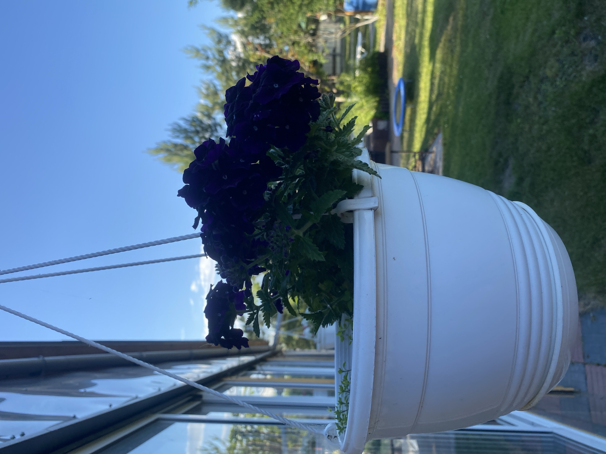 A close-up, low-angle outdoor shot captures a white hanging planter filled with dark purple flowers and green foliage, set against a clear blue sky. The planter is suspended by white ropes and hangs beside a building with large glass windows. In the background, a well-maintained lawn is visible, with trees lining the property and a small blue trampoline in the distance. The scene appears to be a residential backyard in Volzhsk, Russia, on a sunny day. There are no people visible in the image.