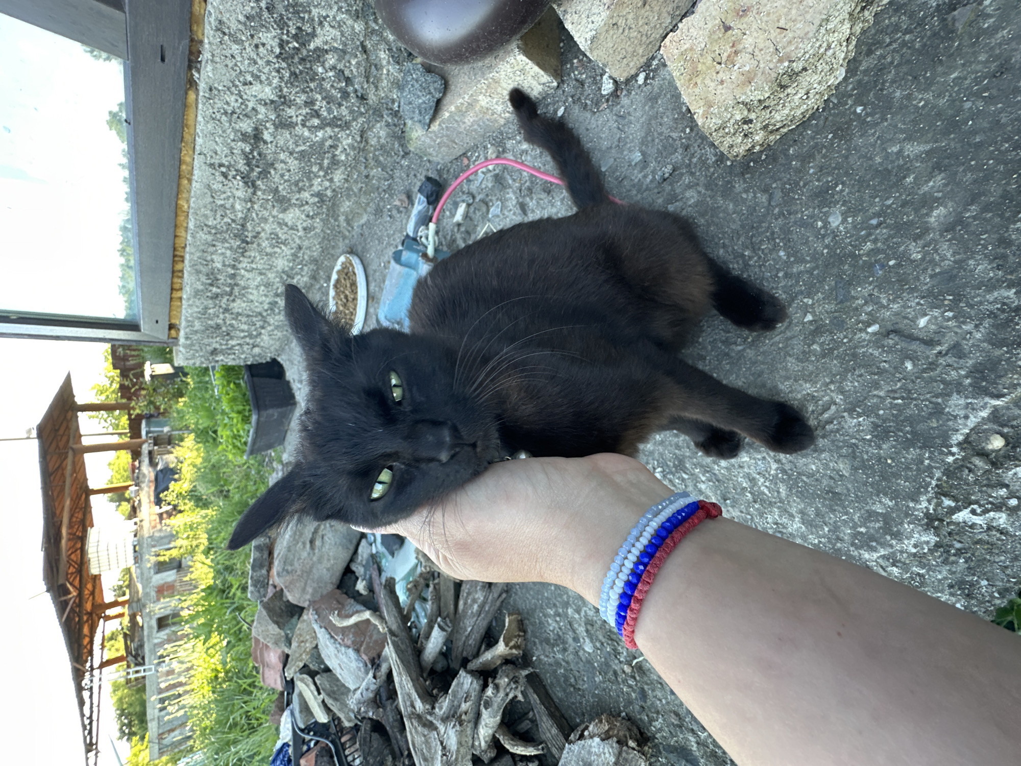 A black cat with green eyes is being petted on the head by a person's hand. The cat is sitting on a concrete surface. In the background, there are piles of wood and bricks, a greenhouse-like structure, and greenery. The person's hand has bracelets on their wrist with red, white, and blue beads. A pink cord is visible near the cat. The scene appears to be outdoors, likely in a yard or a rural area.
