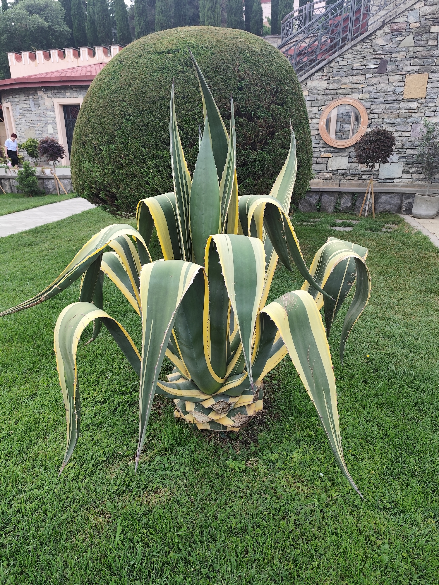 A large, variegated agave plant with thick, sword-shaped leaves striped with green and yellow, stands prominently on a neatly manicured green lawn. The plant's base is exposed, revealing a fibrous, trunk-like structure. Behind the agave, a large, rounded hedge is visible, topped by a building with a pink crenelated roof and light stone walls. To the right of the hedge, a rustic stone wall features a circular wooden-framed window. The scene appears to be a well-maintained garden or courtyard, possibly in a historic or cultural setting. The background includes trees and a stone pathway. One person, a woman in a light blue shirt and dark pants, is walking on the pathway in the upper left portion of the image. The overall environment suggests a pleasant, temperate climate. This location is consistent with the grounds of the Svetitskhoveli Cathedral in Mtskheta, Georgia, known for its historic architecture and landscaped gardens.