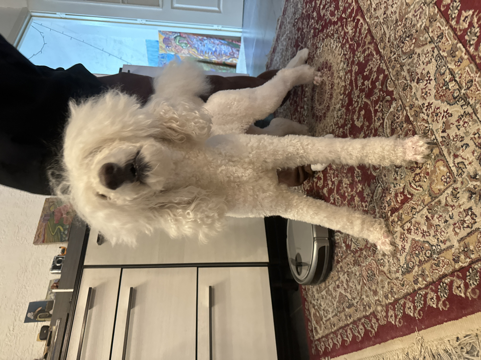 A white poodle dog lies on a rug with a red and beige pattern, extending its front legs straight. The rug lies partially under a white cabinet. A round, silver robot vacuum cleaner is near the dog's front legs on the rug. A person wearing black clothing is partially visible to the left of the dog and behind the cabinet. The location is not definitively discernible as Krasnoyarsk, Russia.