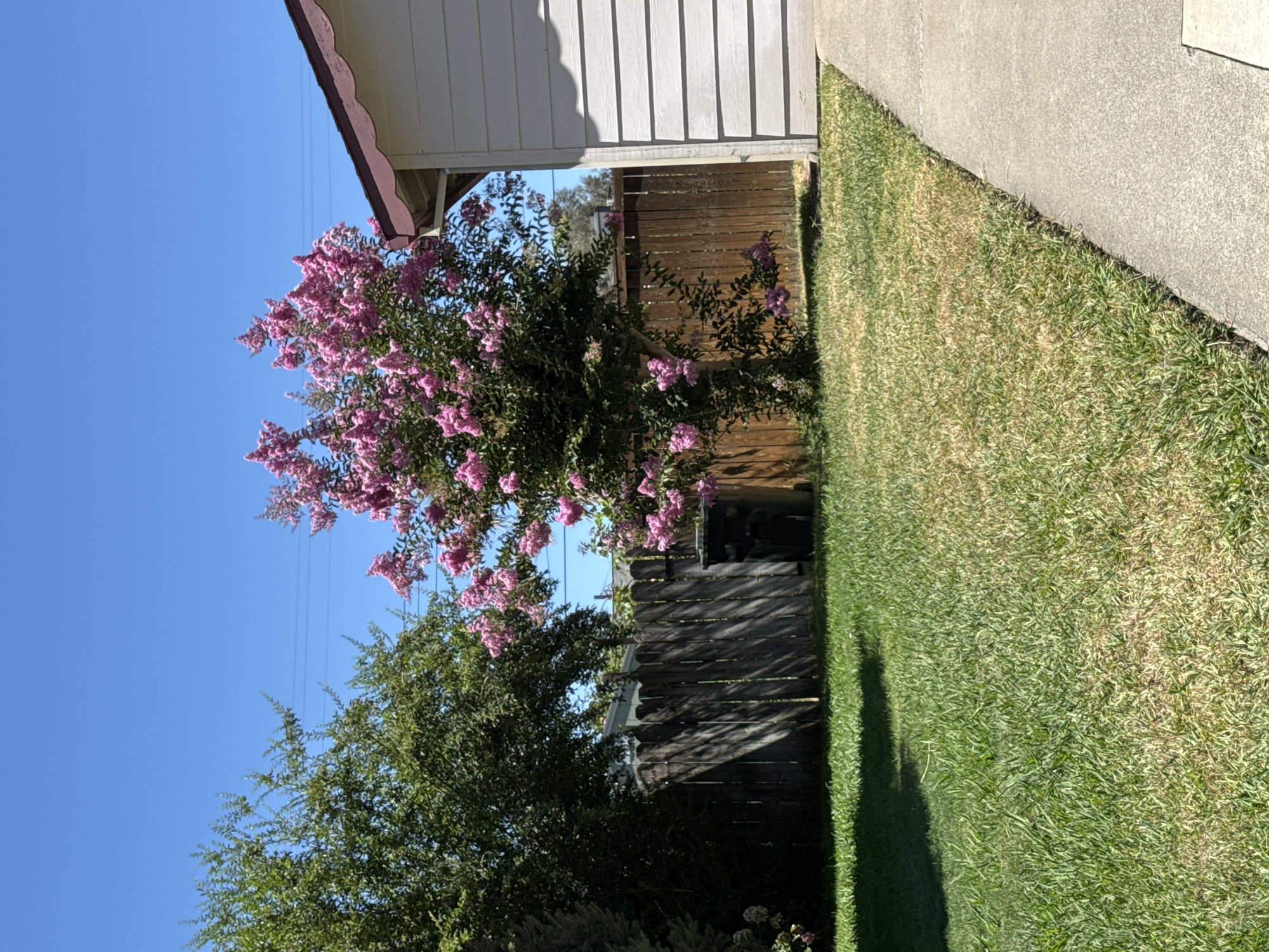 This is an outdoor, eye-level shot of a backyard in Citrus Heights, California, on a bright, sunny day with a clear blue sky. On the right side of the frame, a portion of a house with light-colored horizontal siding and a dark-trimmed, scalloped overhang is visible. A concrete path runs along the right edge of the frame, bordering a well-maintained green lawn. In the middle ground, a wooden fence encloses the backyard. To the left of the fence, a large, dark green tree stands, and to its right, a crape myrtle tree with abundant pink blossoms is in full bloom. A dark green trash bin is positioned near the fence to the right of the crape myrtle. The lawn shows some areas of dry, yellowing grass interspersed with greener patches, suggesting either a need for watering or seasonal changes. The overall impression is a typical suburban backyard in California.