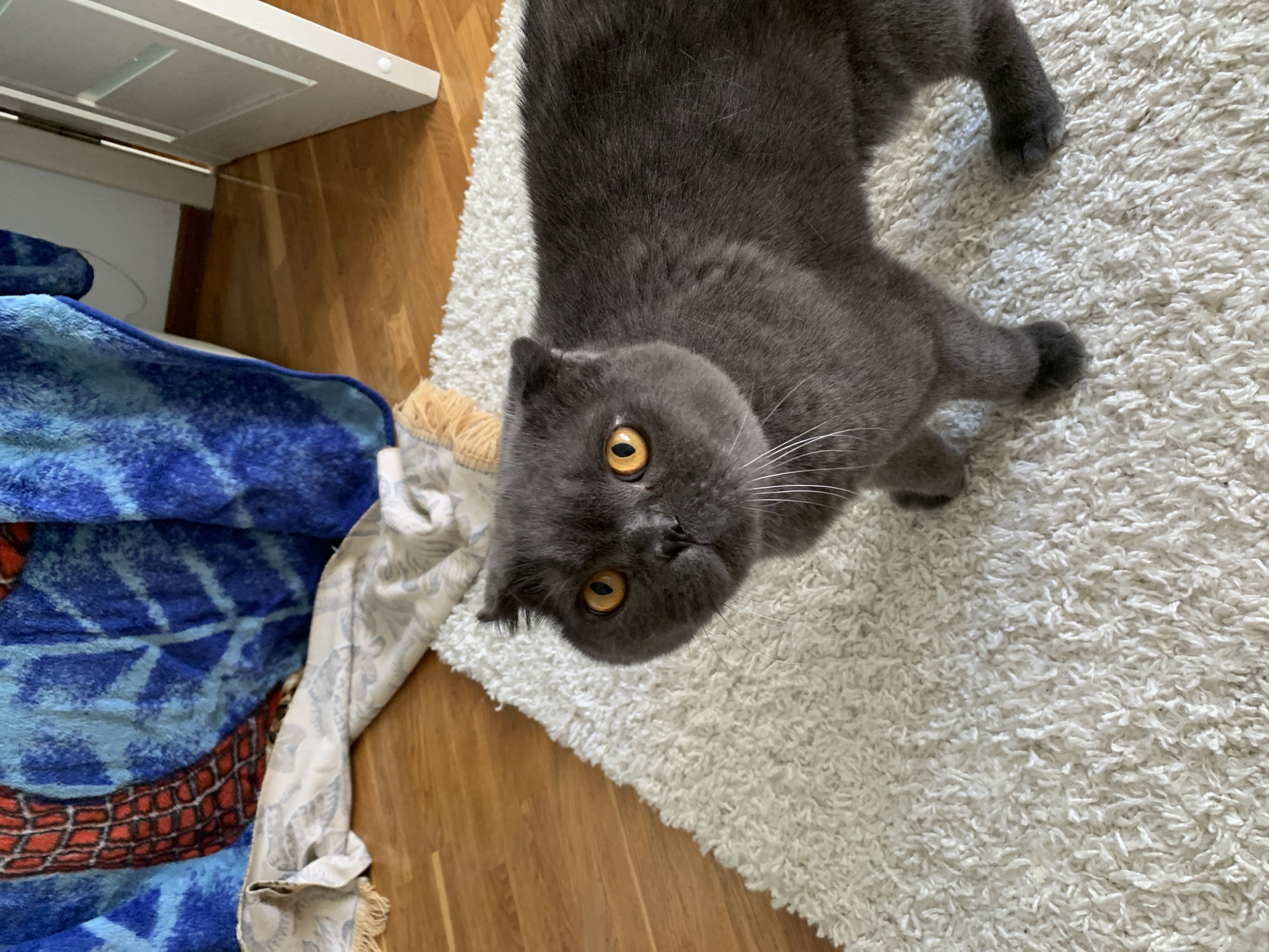 A gray Scottish Fold cat with bright orange eyes is standing on a white, fluffy rug. The cat is facing the camera, and its ears are folded down. Behind the cat, a blue blanket with a Spiderman design is draped over some furniture, and a light-colored rug with a patterned design lies on a wooden floor. A white door is visible to the right of the frame. The setting appears to be a domestic interior. There is no indication of the location being Taganrog, Russia.